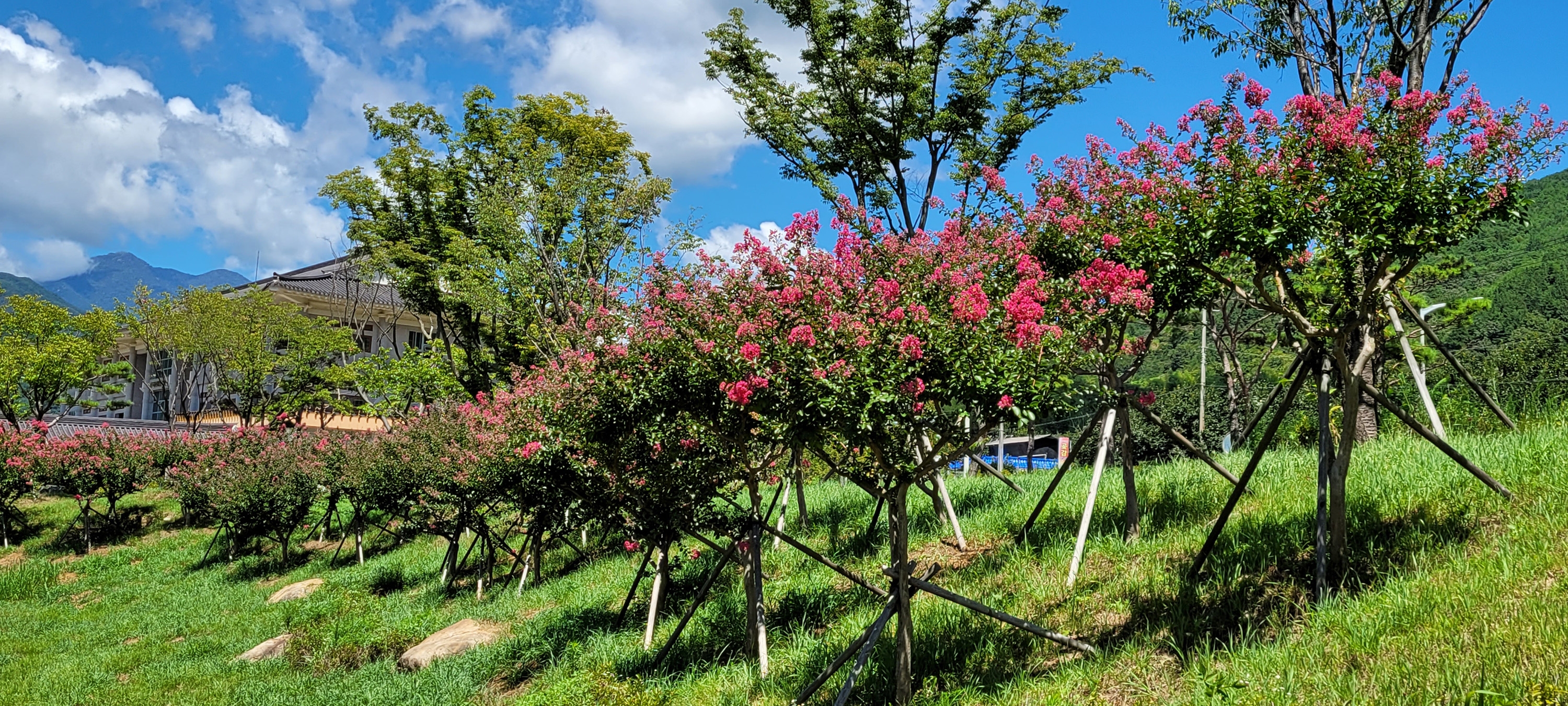 산청군 여름꽃 배롱나무 새로운 볼거리로 2