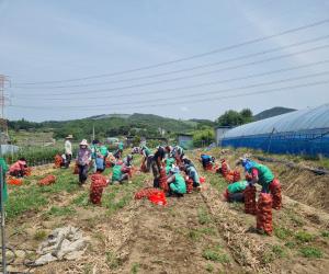 '산청군새마을 농번기 양파수확 일손돕기'