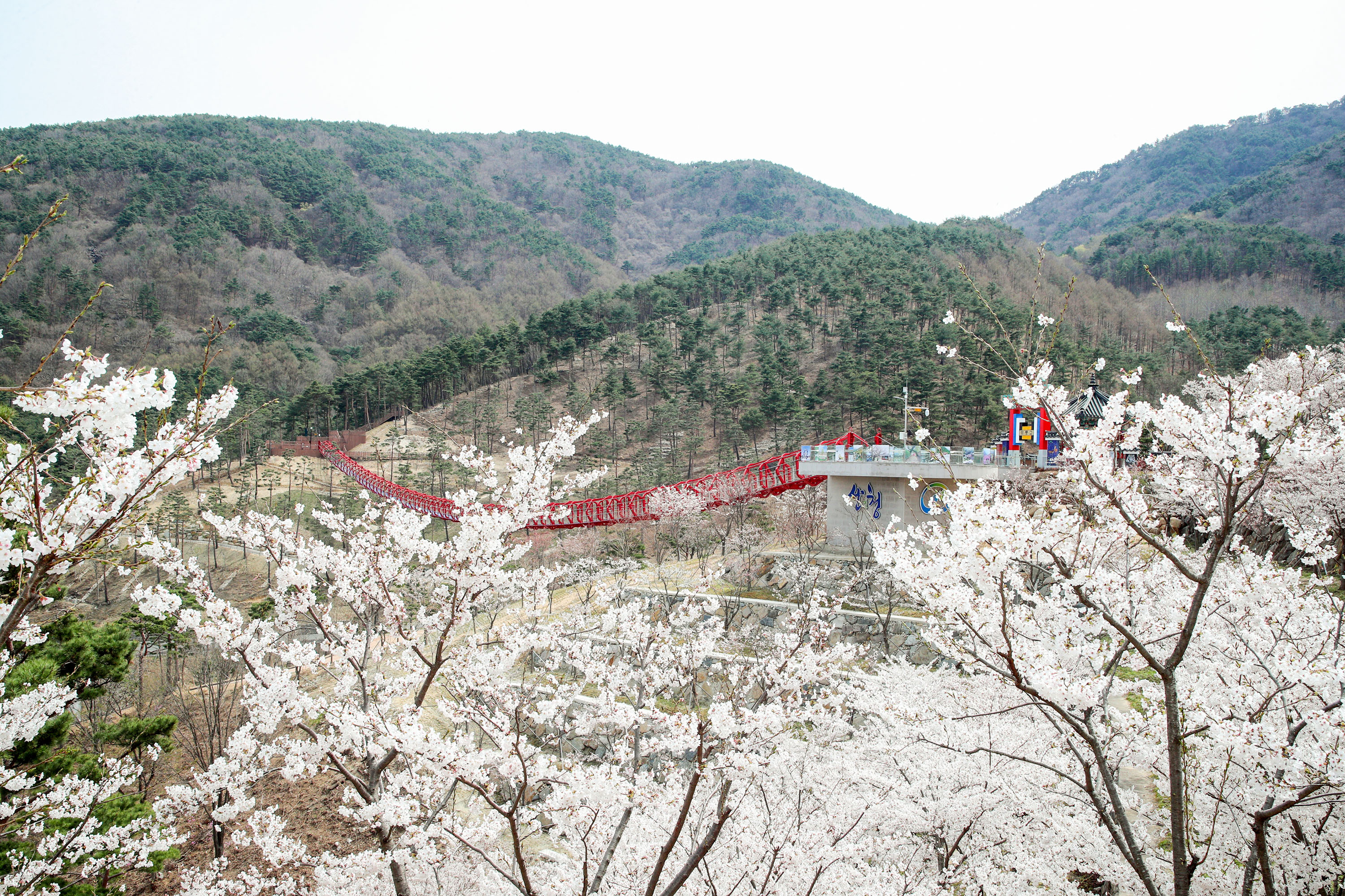 산청 동의보감촌의 ‘봄,봄,봄’ 2