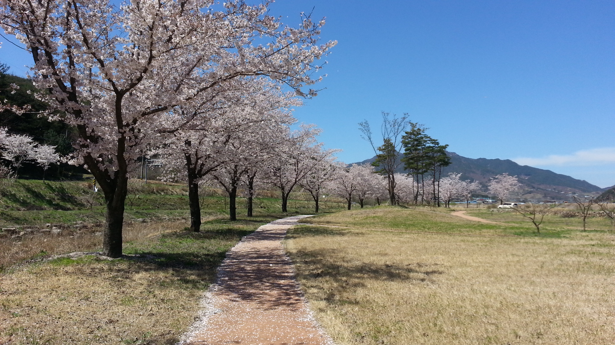 물방아재 공원의 벚꽃길(2016.4.5) 1