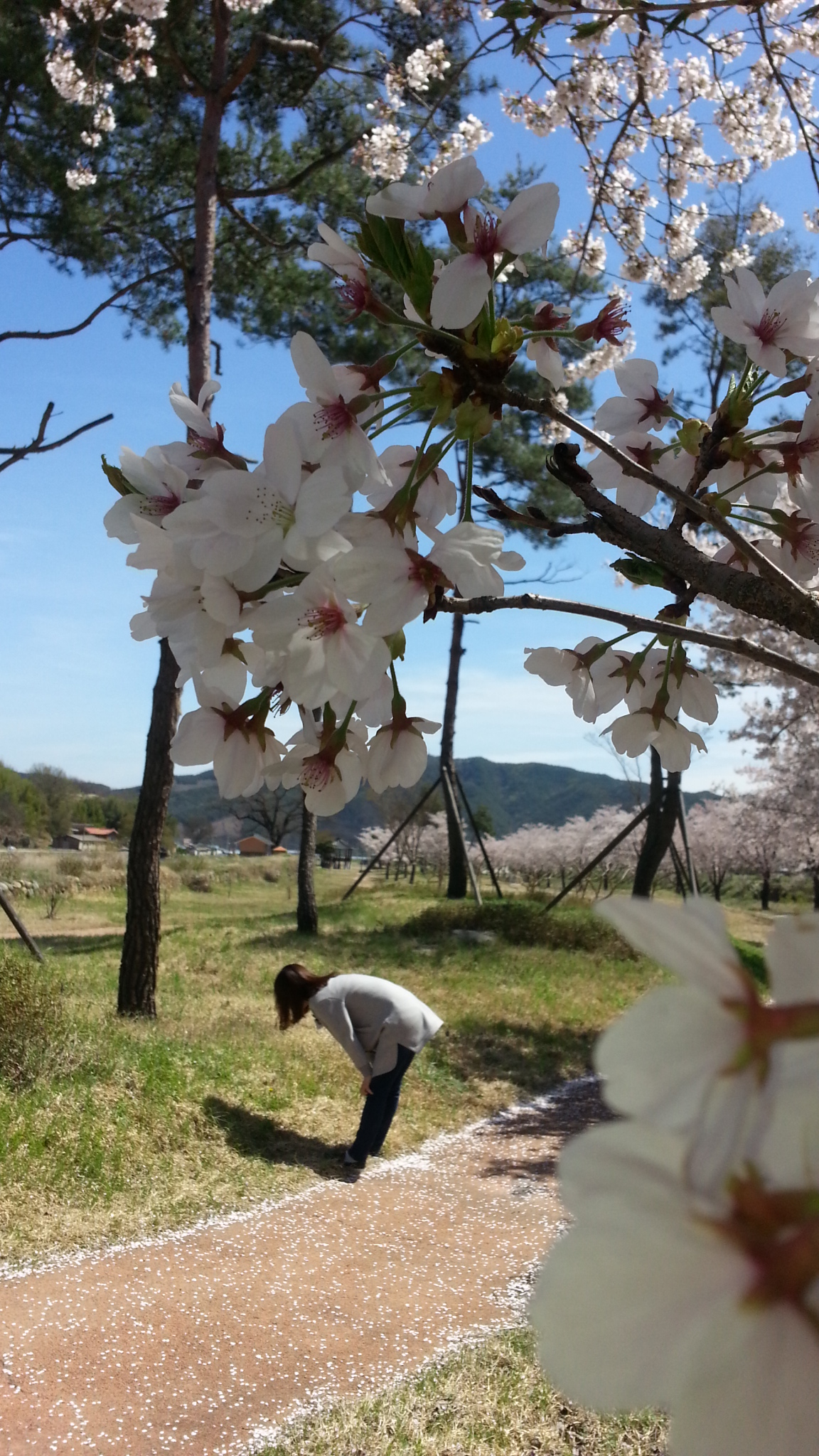 물방아재 공원의 벚꽃길(2016.4.5) 2
