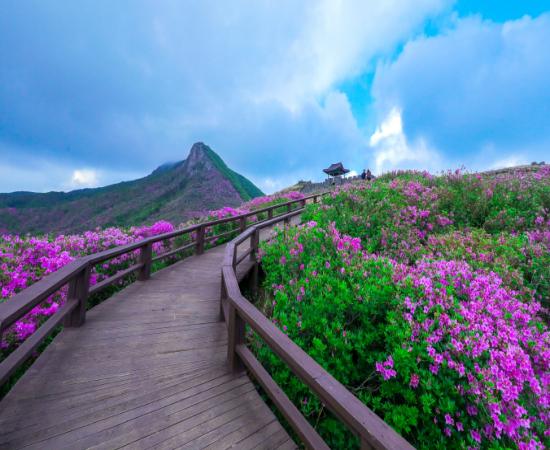 산청황매산철쭉제 이미지