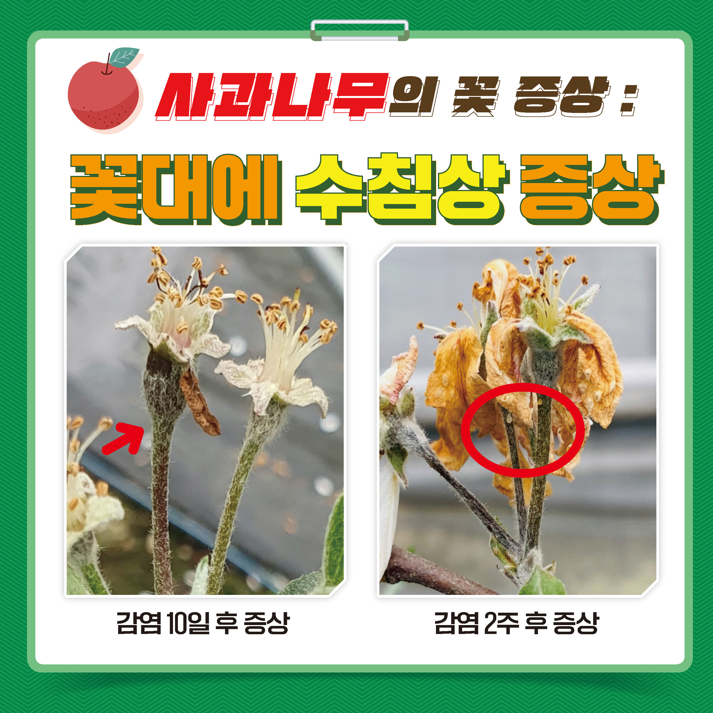 과수화상병 확산방지 및 농가신고제 운영을 위한 카드뉴스 안내 2