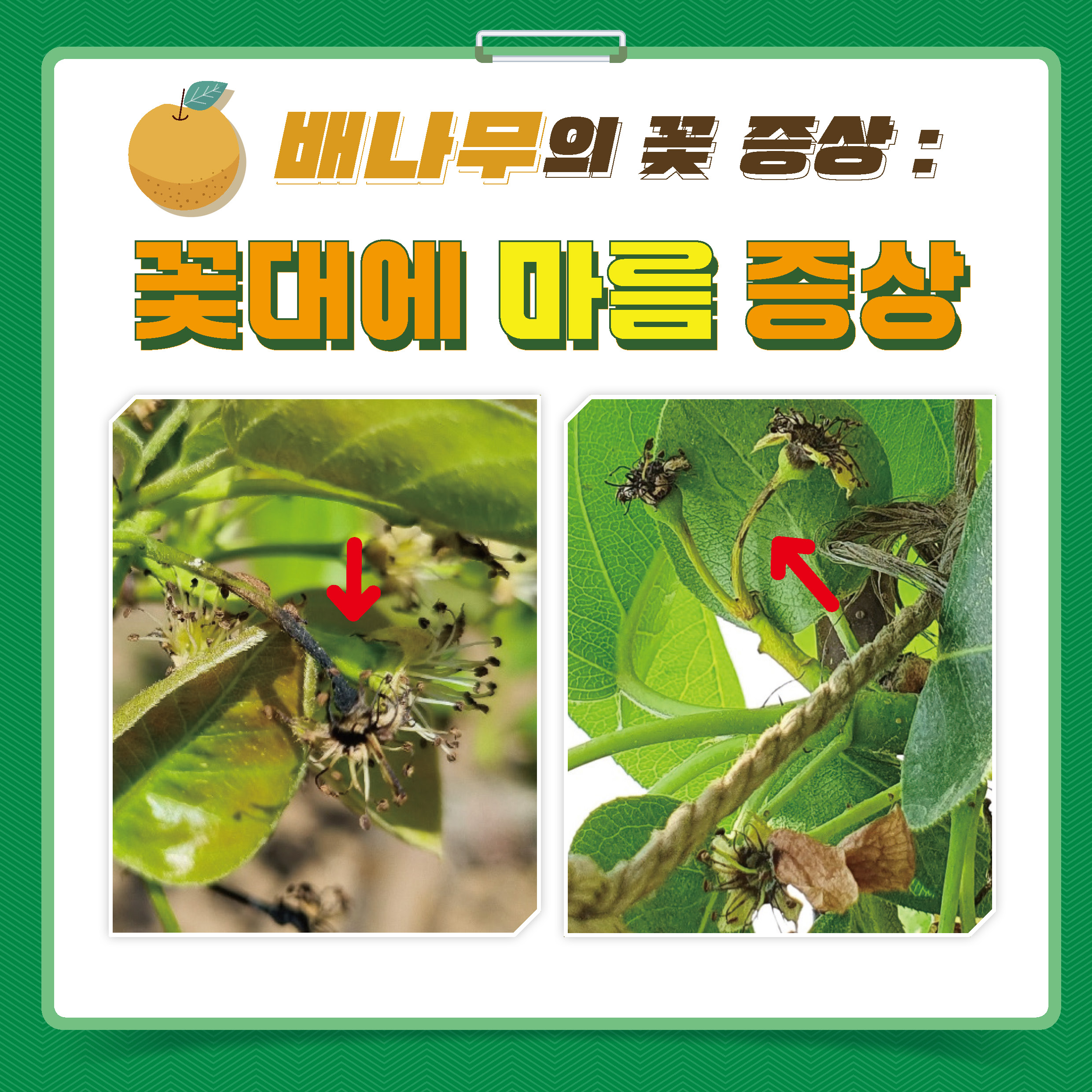 과수화상병 확산방지 및 농가신고제 운영을 위한 카드뉴스 안내 3