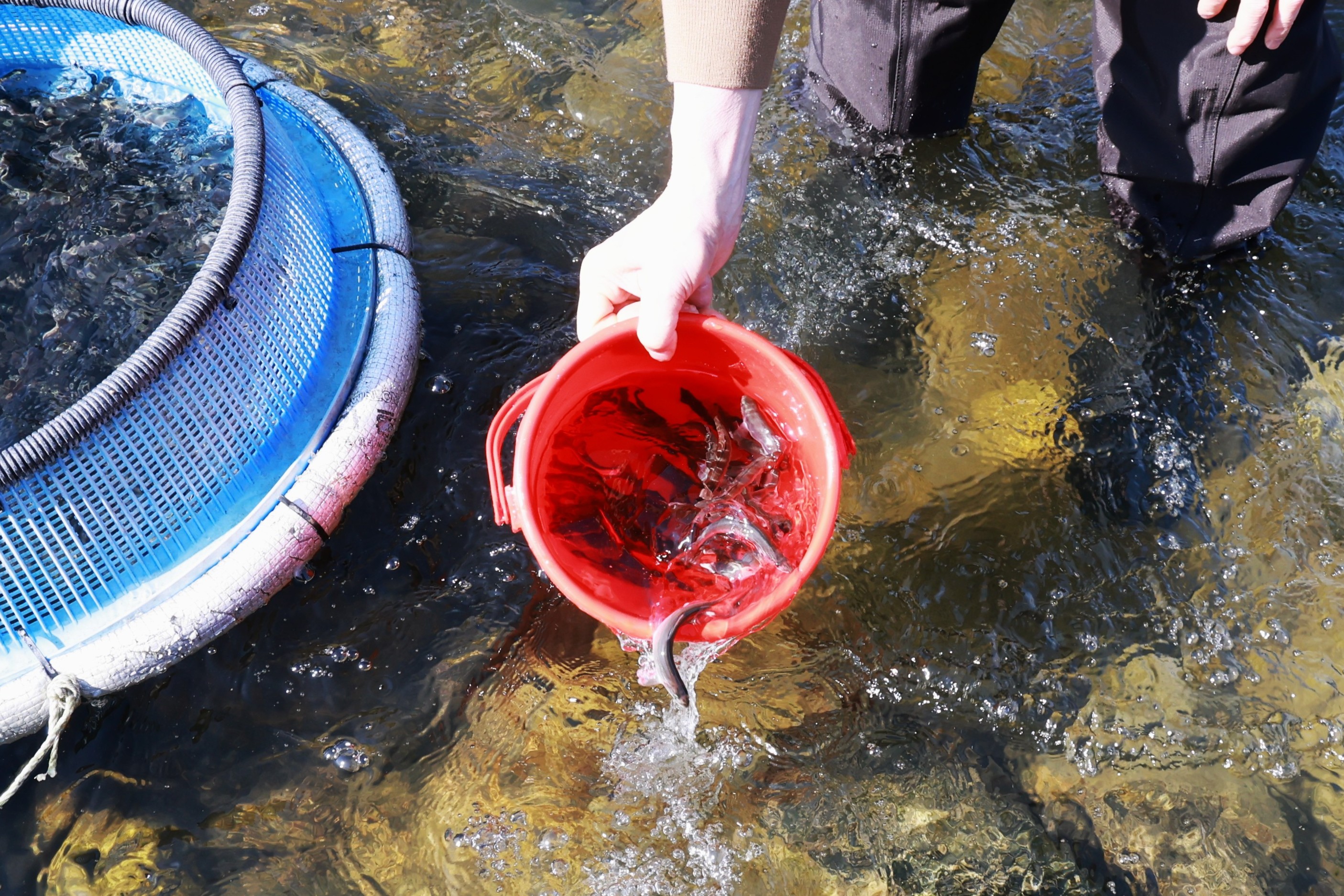 산청군, ‘은어 치어 방류’로 수산자원 회복 활력 불어넣는다 2