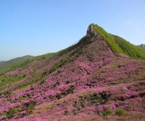 '2018 산청 황매산 철쭉제 4월28~5월13일 개최'