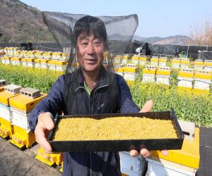 '포토뉴스 - 지리산 산청 양봉농가 벌화분 수확 한창'
