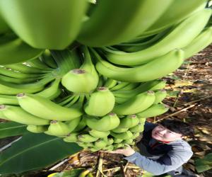 '포토뉴스 –  겨울에도 친환경 산청 바나나 즐기세요'