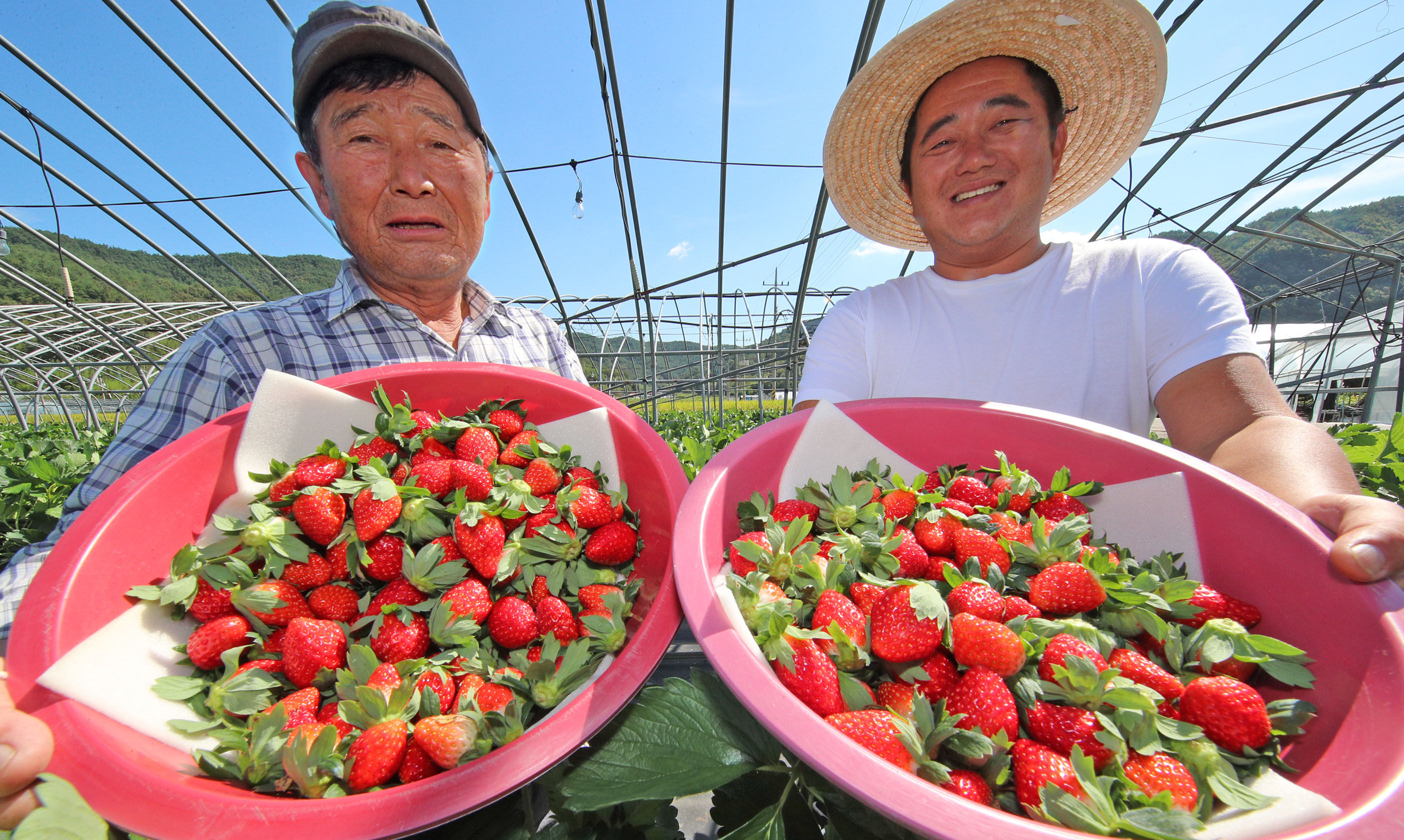 지리산 산청 딸기, 올해 전국 첫 수확 1