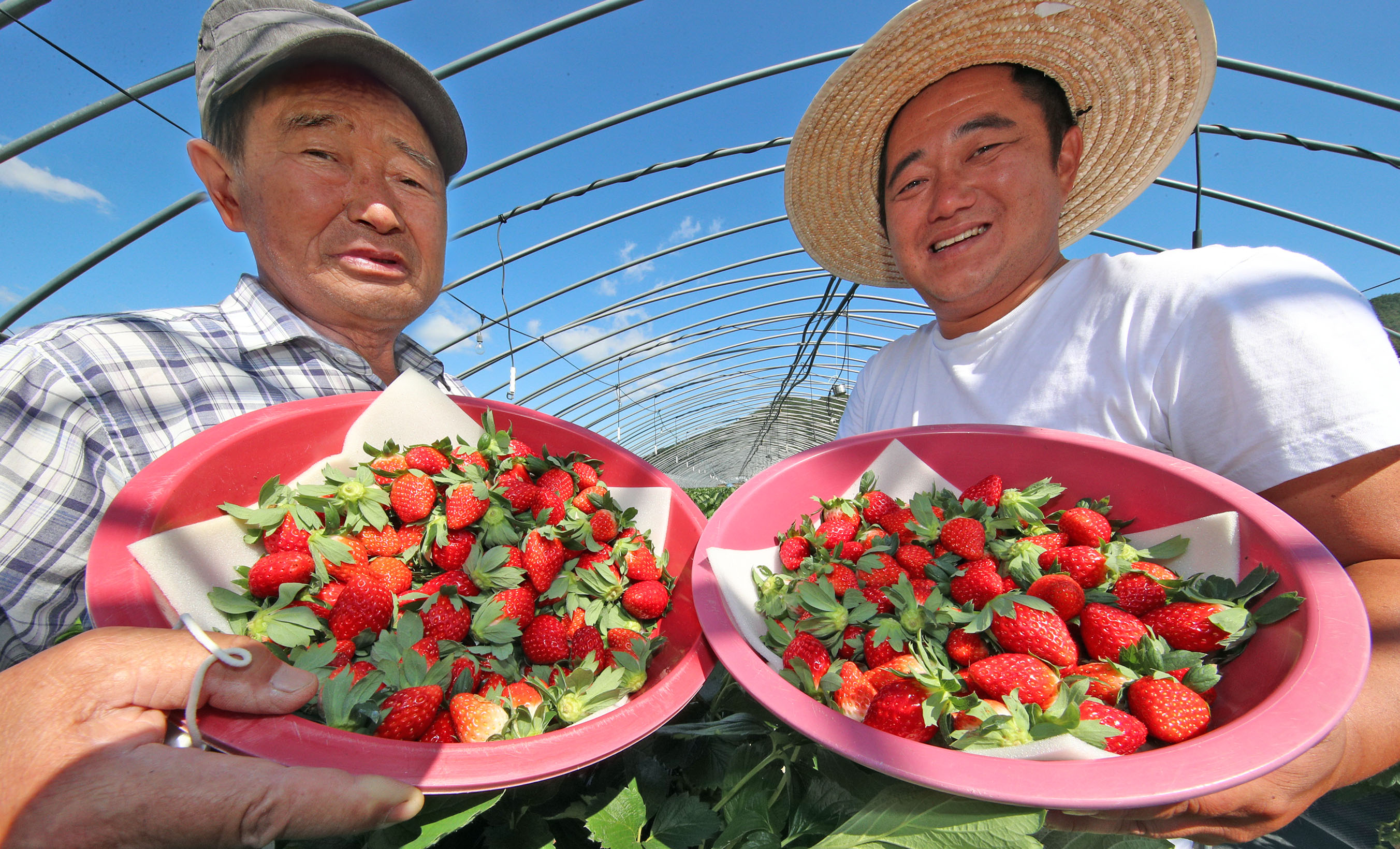 지리산 산청 딸기, 올해 전국 첫 수확 2