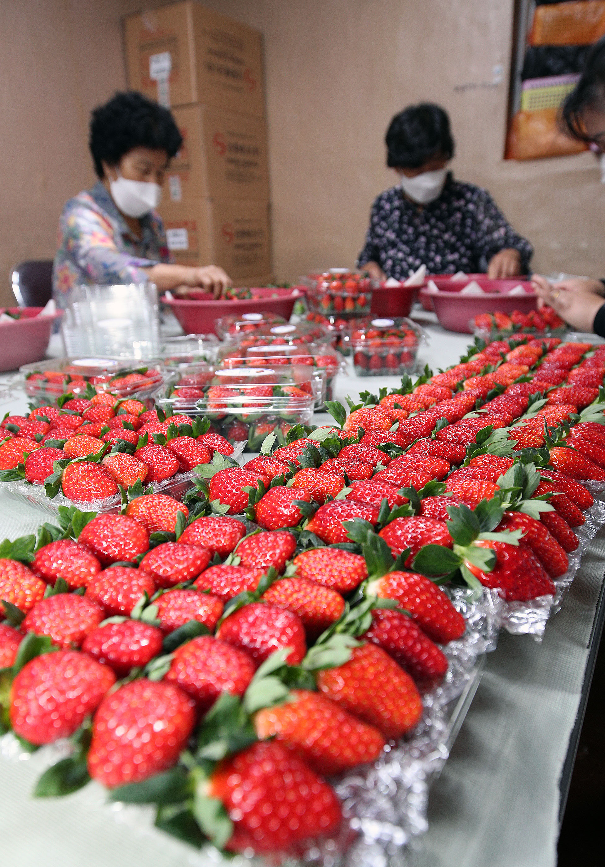 지리산 산청 딸기, 올해 전국 첫 수확 5