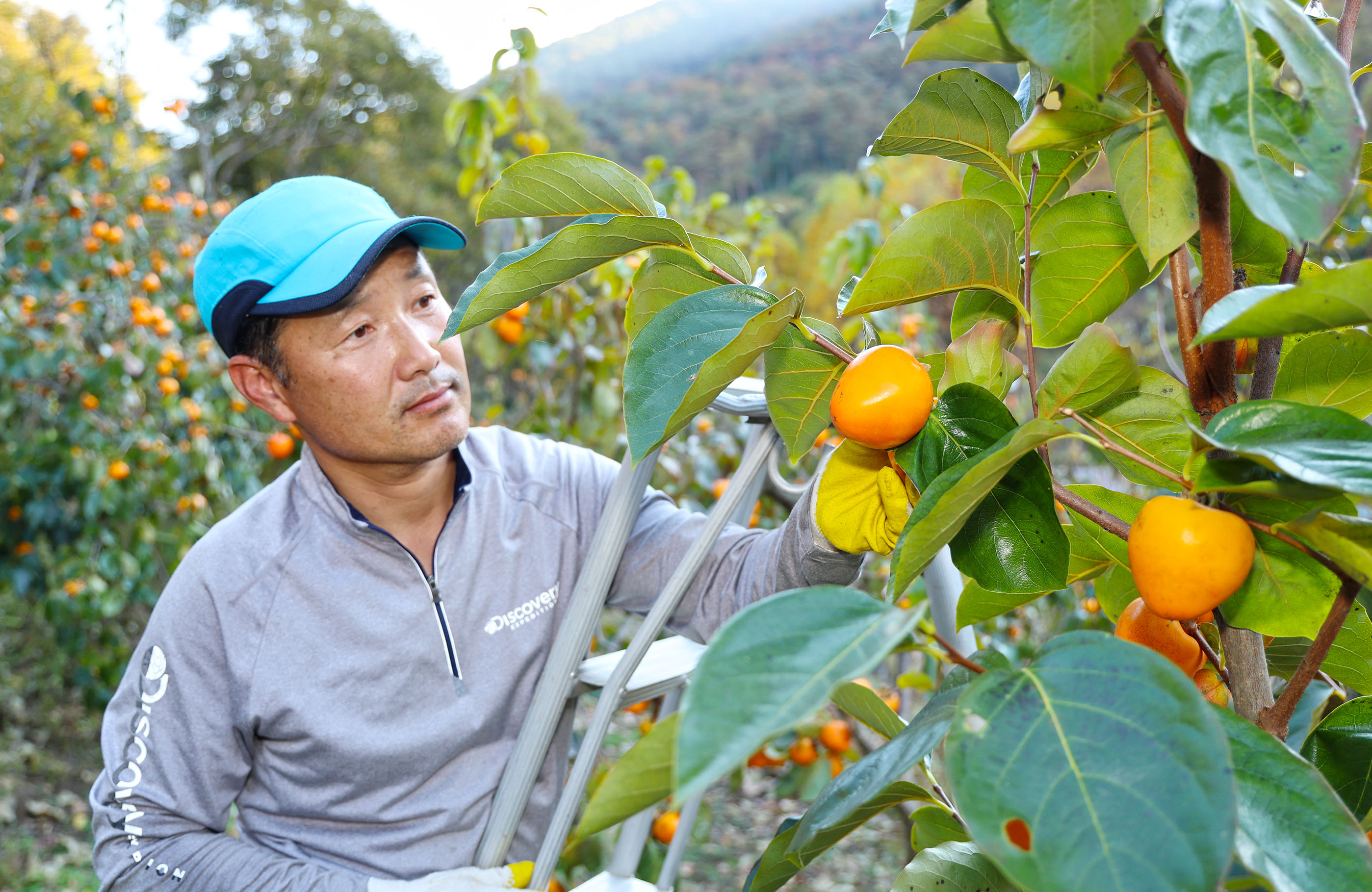 산청곶감 원료감 ‘고종시’ 수확 구슬땀 2