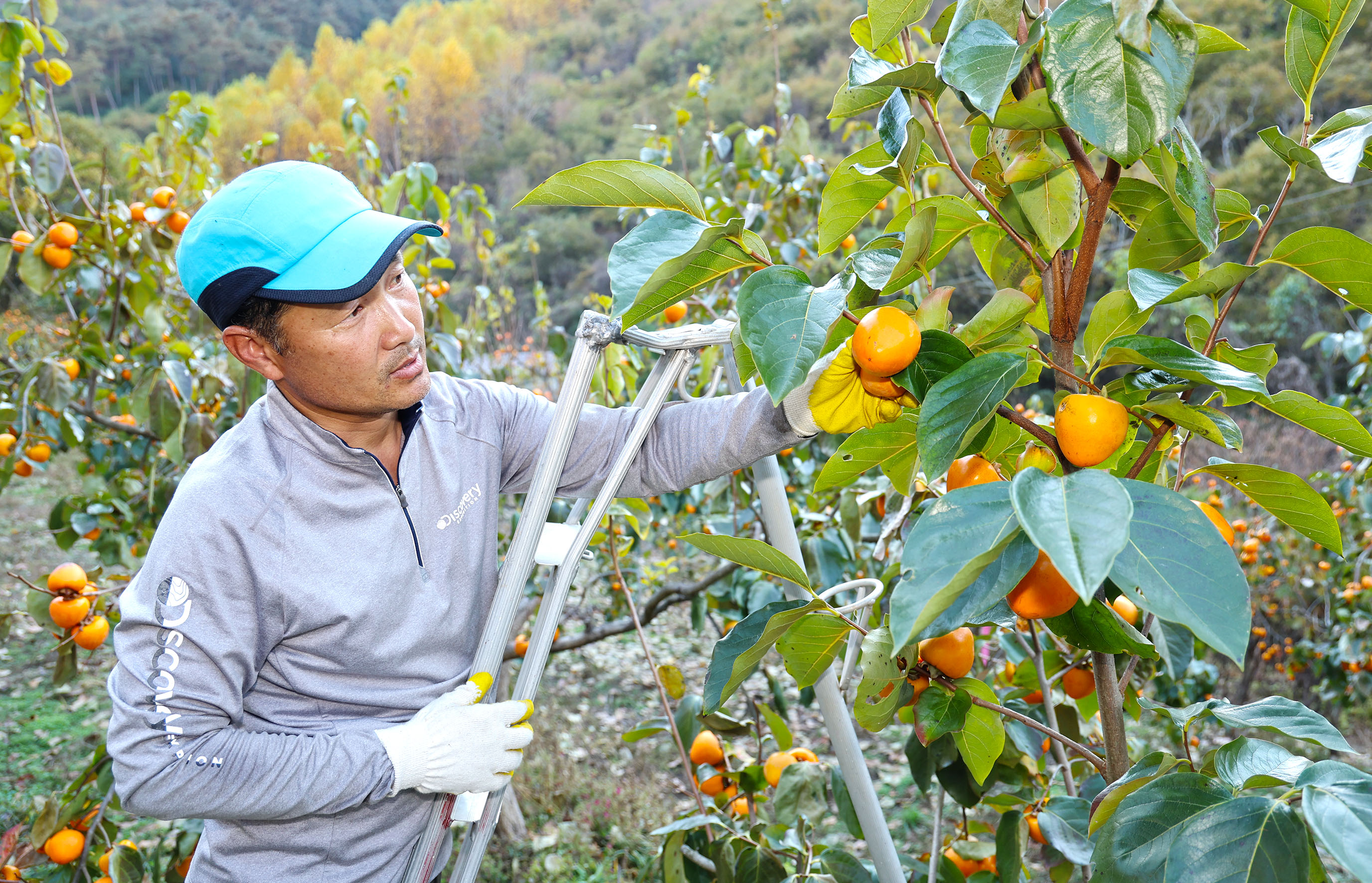 산청곶감 원료감 ‘고종시’ 수확 구슬땀 3