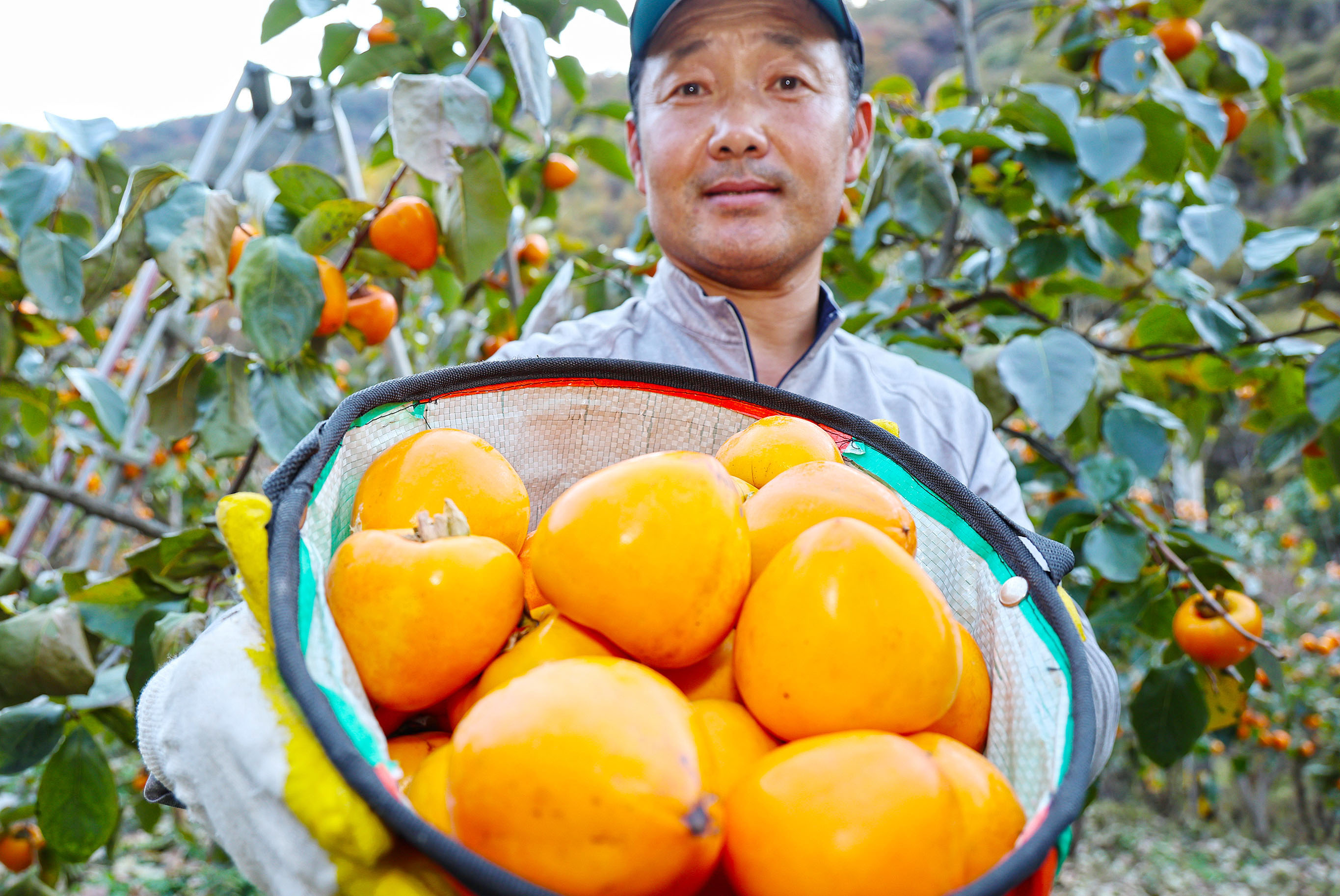 산청곶감 원료감 ‘고종시’ 수확 구슬땀 5