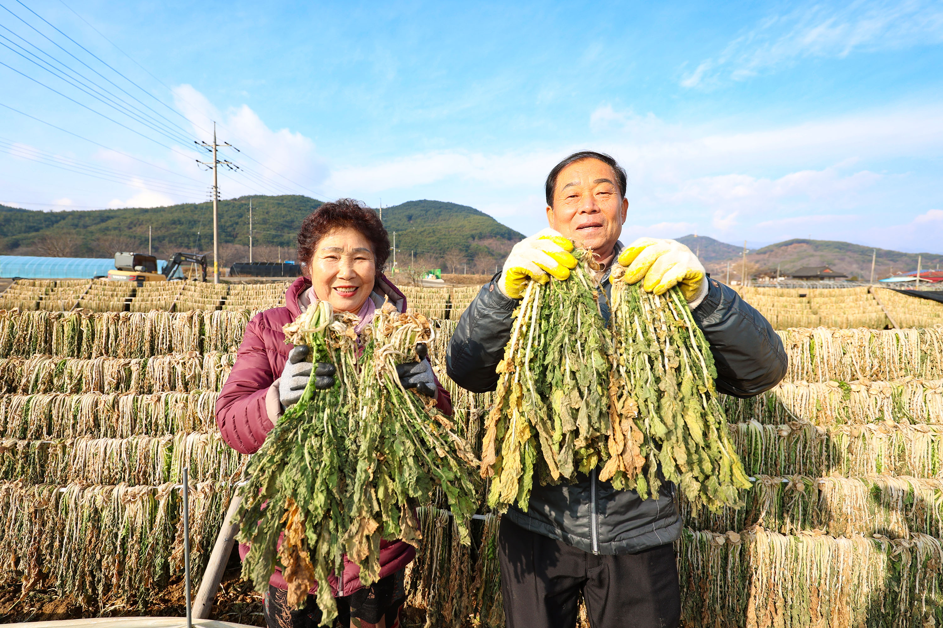 출하 앞둔 산청 시래기…밥상에서 만나요 1