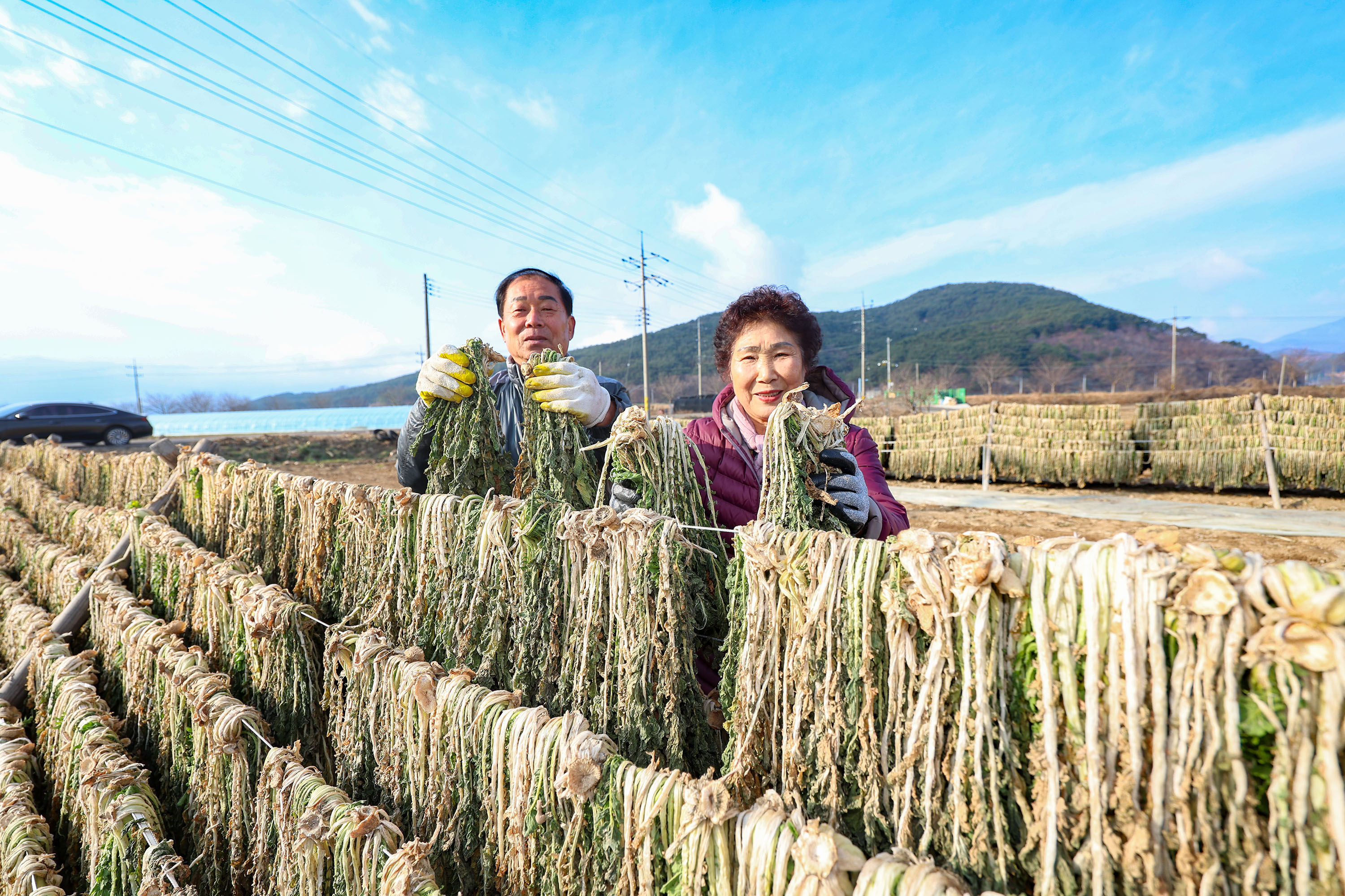 출하 앞둔 산청 시래기…밥상에서 만나요 4