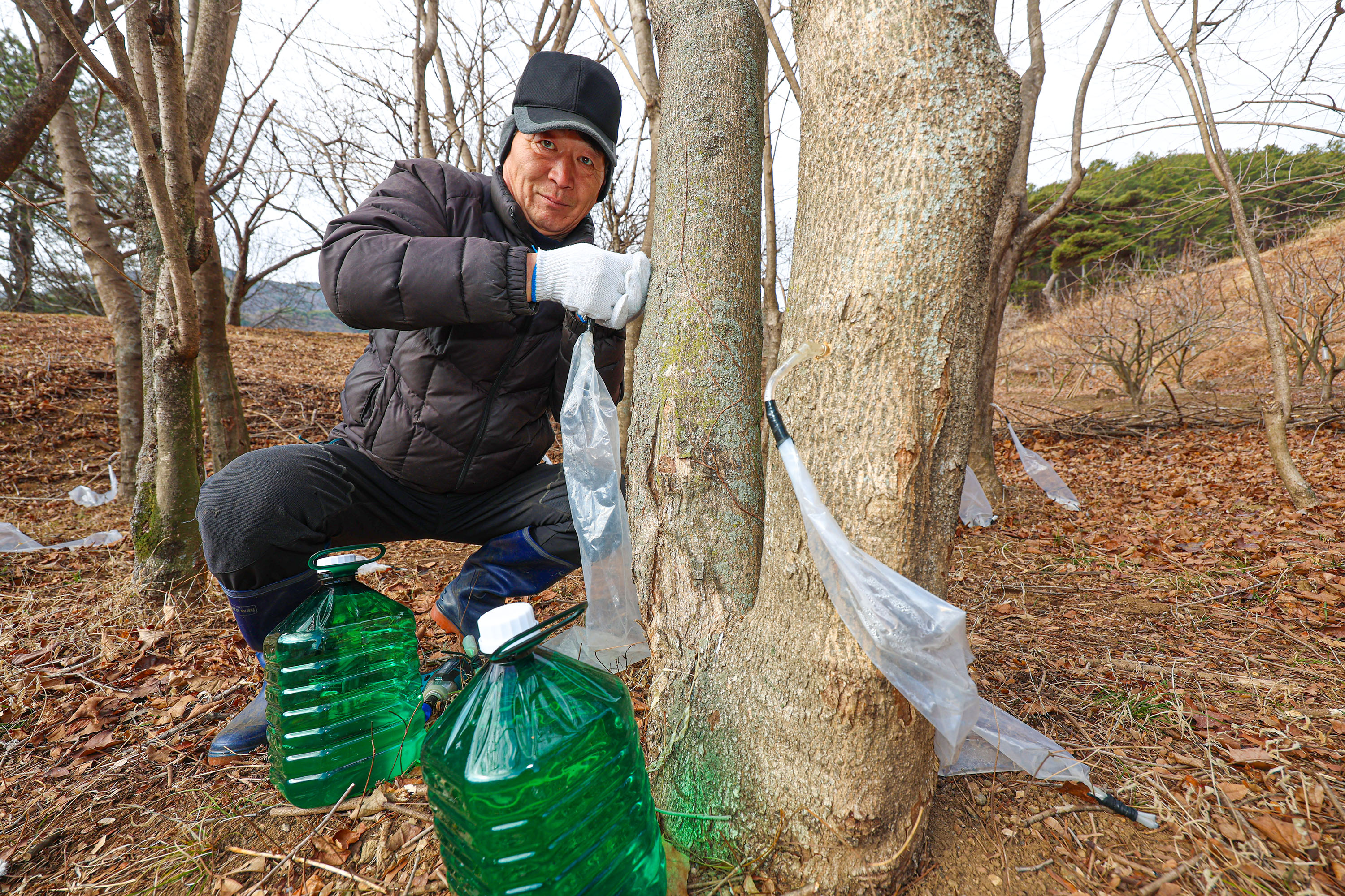 "지리산 산청 고로쇠 맛보러 오세요" 2