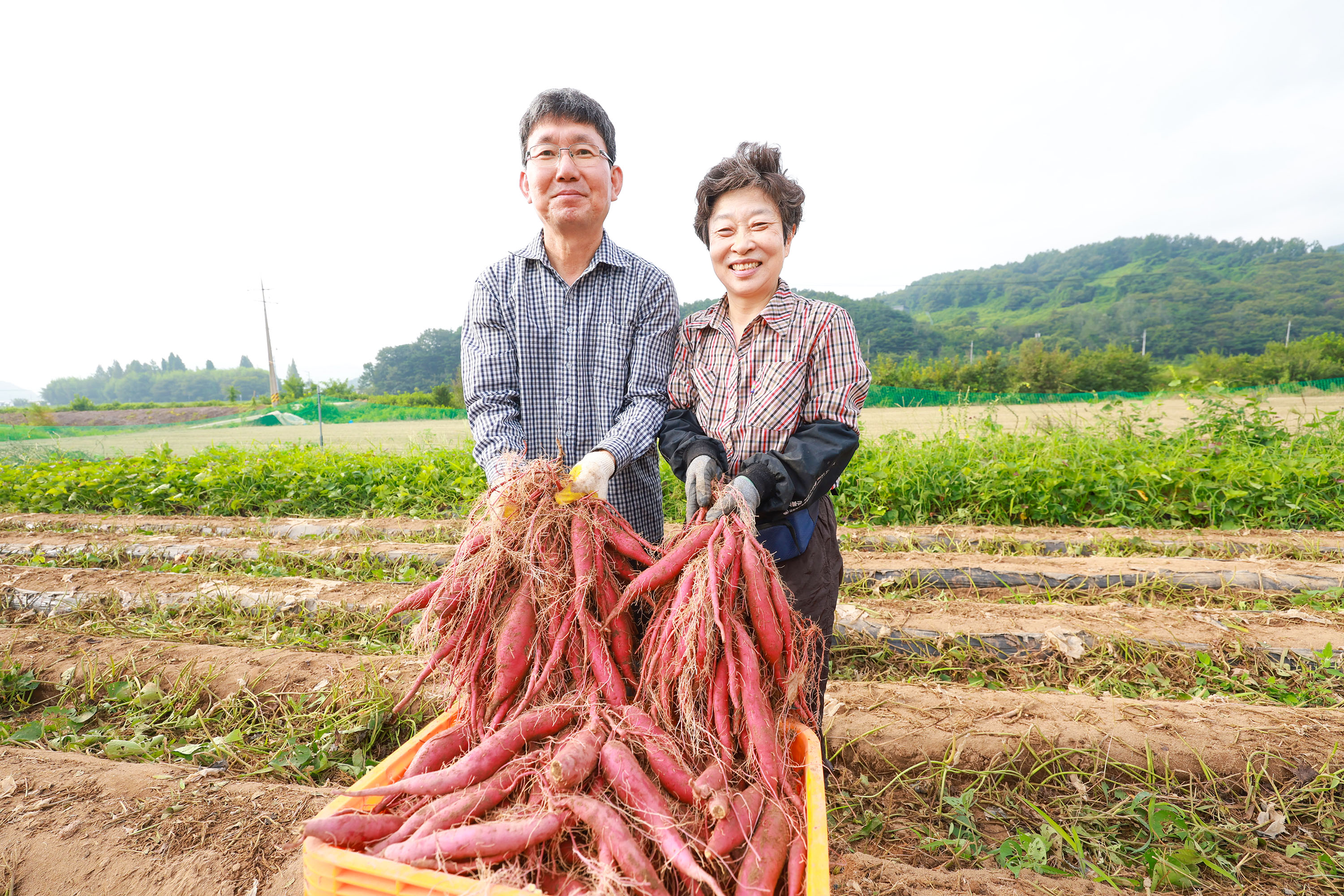 ‘다디단’ 산청 밤고구마 맛보세요 5