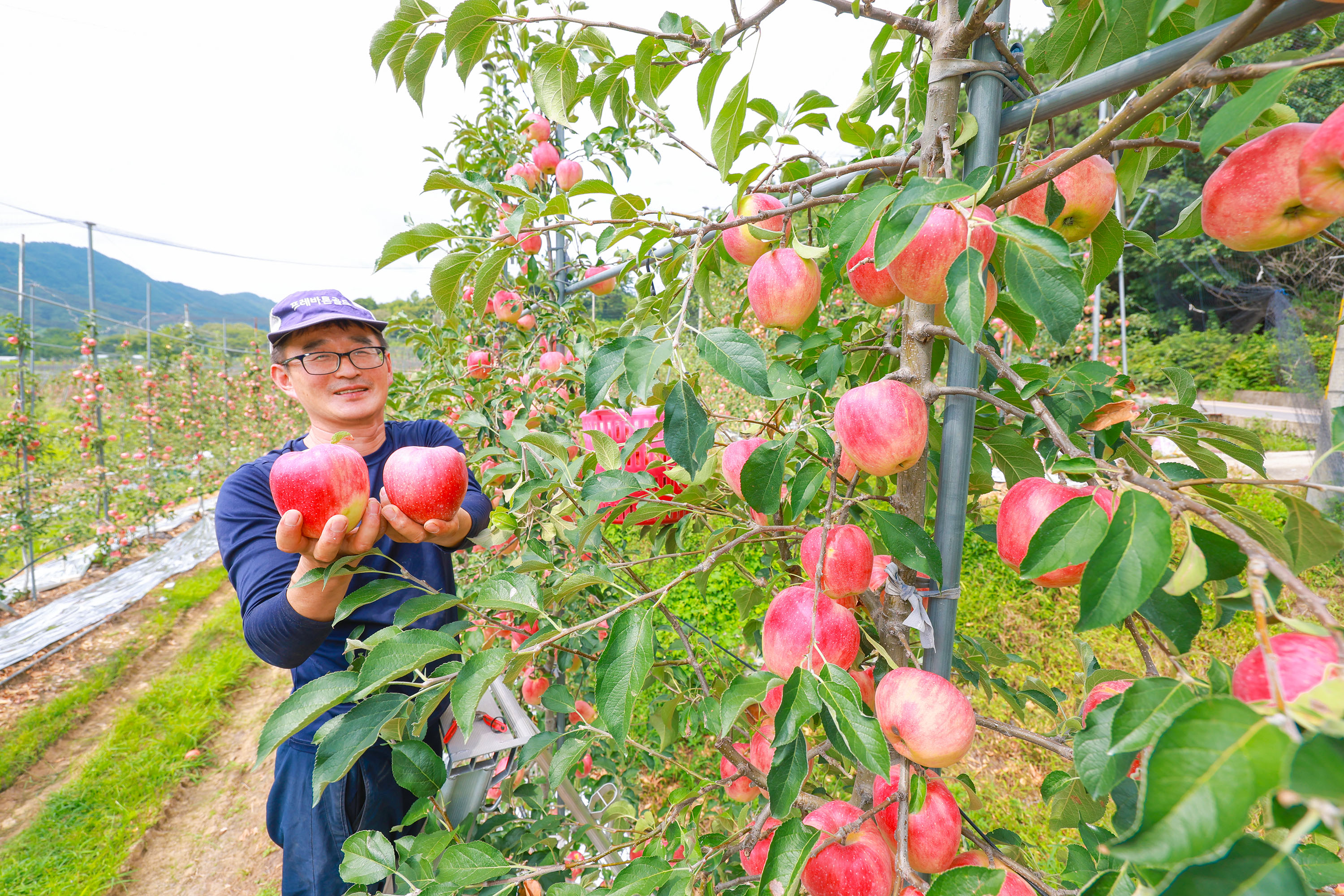 ‘아삭아삭’ 산청 황매산골 햇사과 본격 출하 1
