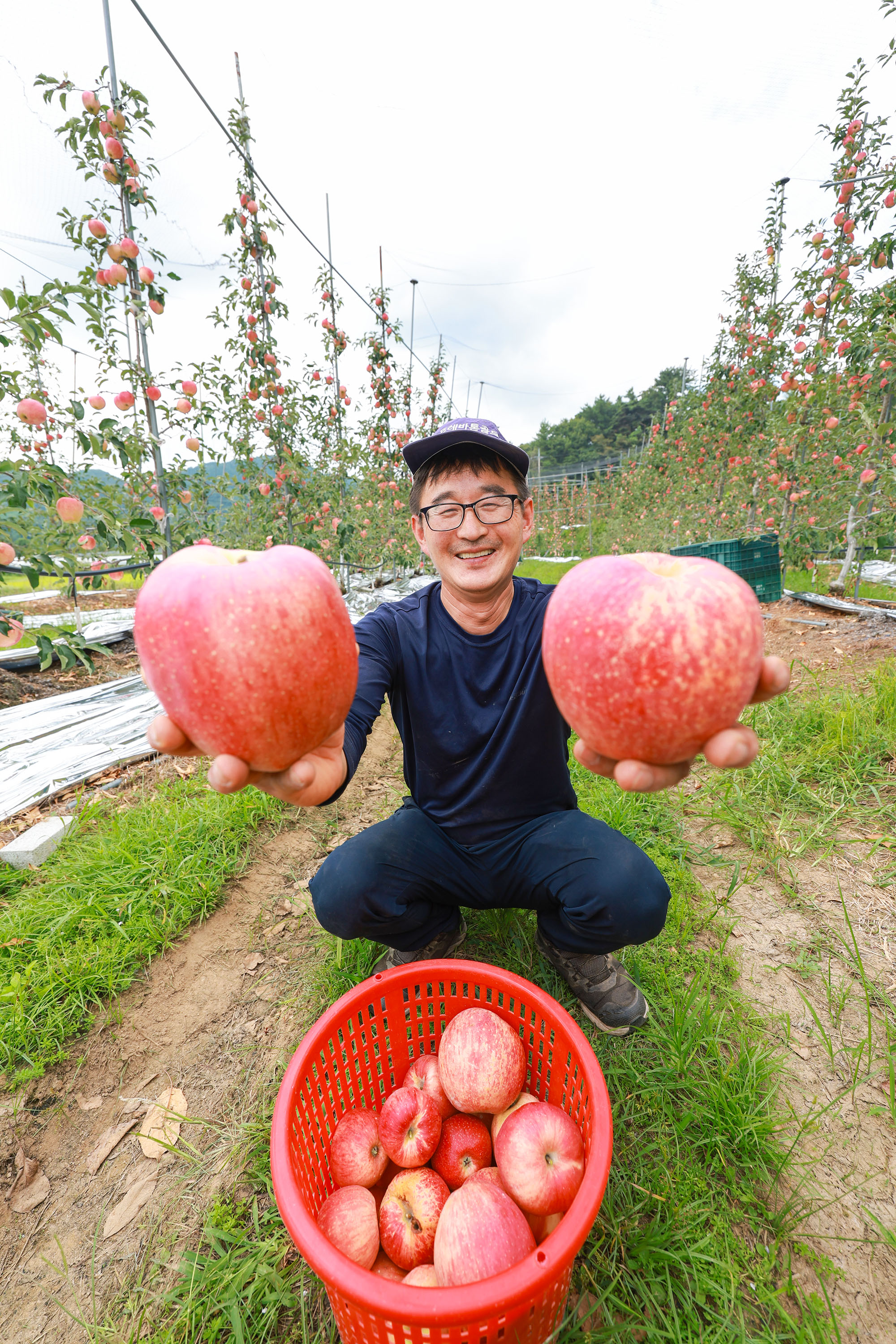‘아삭아삭’ 산청 황매산골 햇사과 본격 출하 3