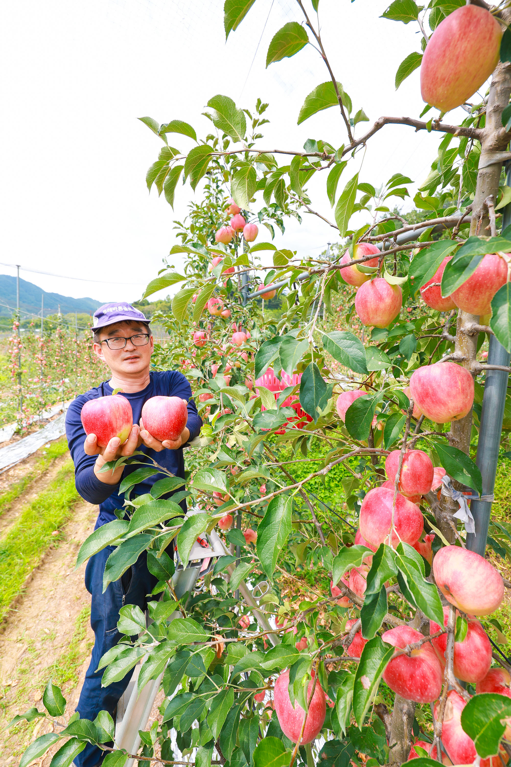 ‘아삭아삭’ 산청 황매산골 햇사과 본격 출하 5