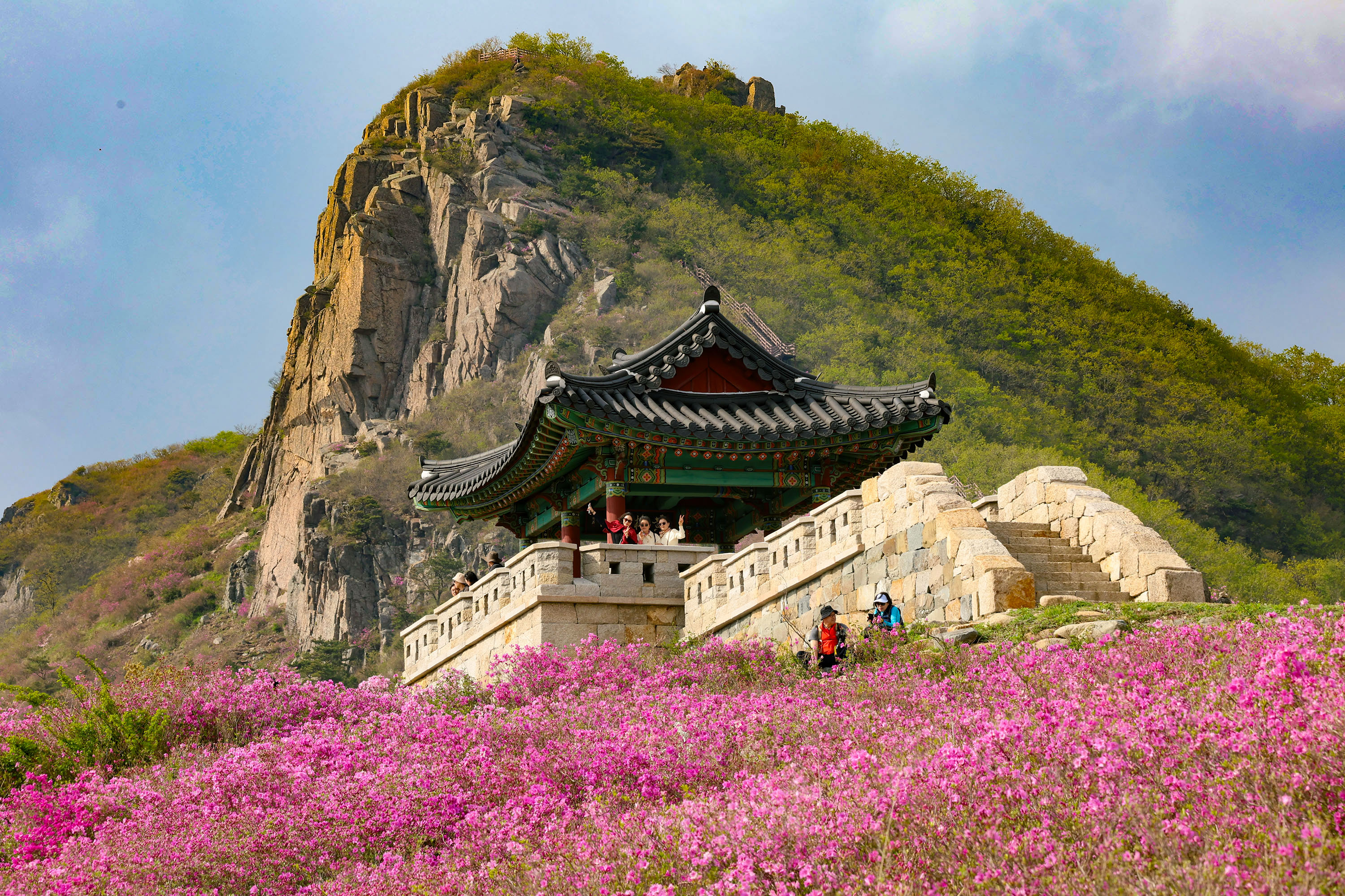 산청 황매산 철쭉 주말 절정…“구경 오세요” 1