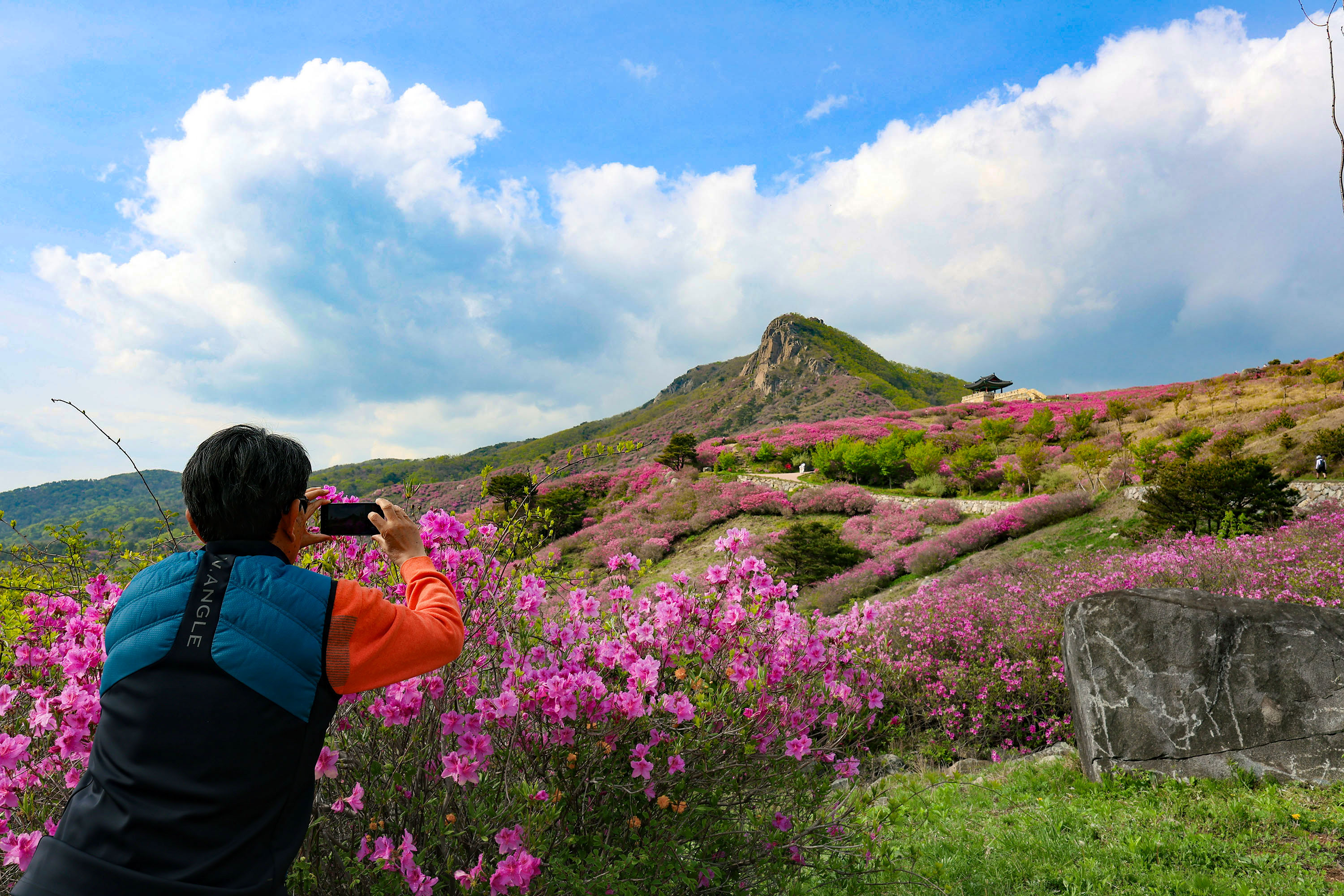 산청 황매산 철쭉 주말 절정…“구경 오세요” 2