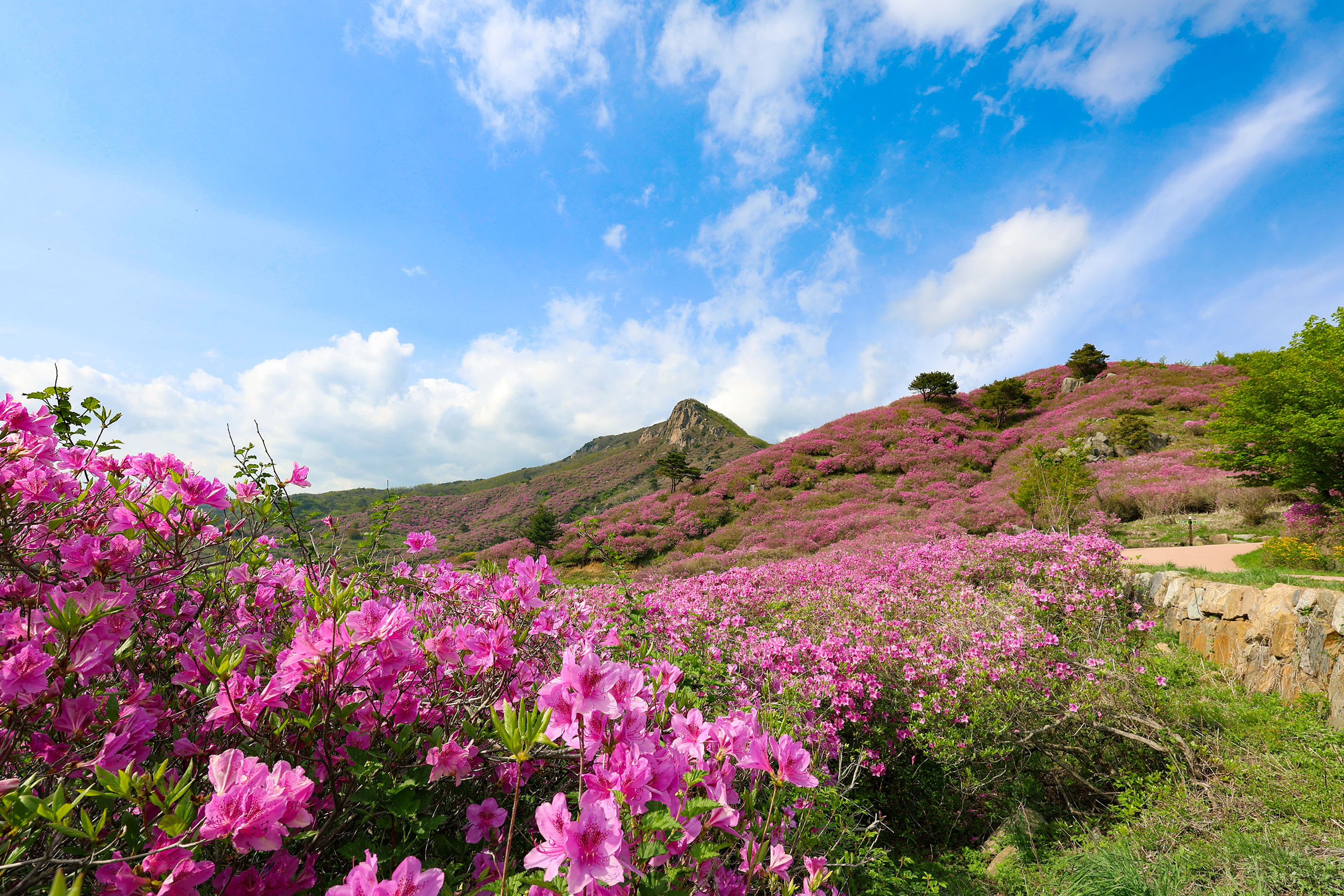 산청 황매산 철쭉 주말 절정…“구경 오세요” 3