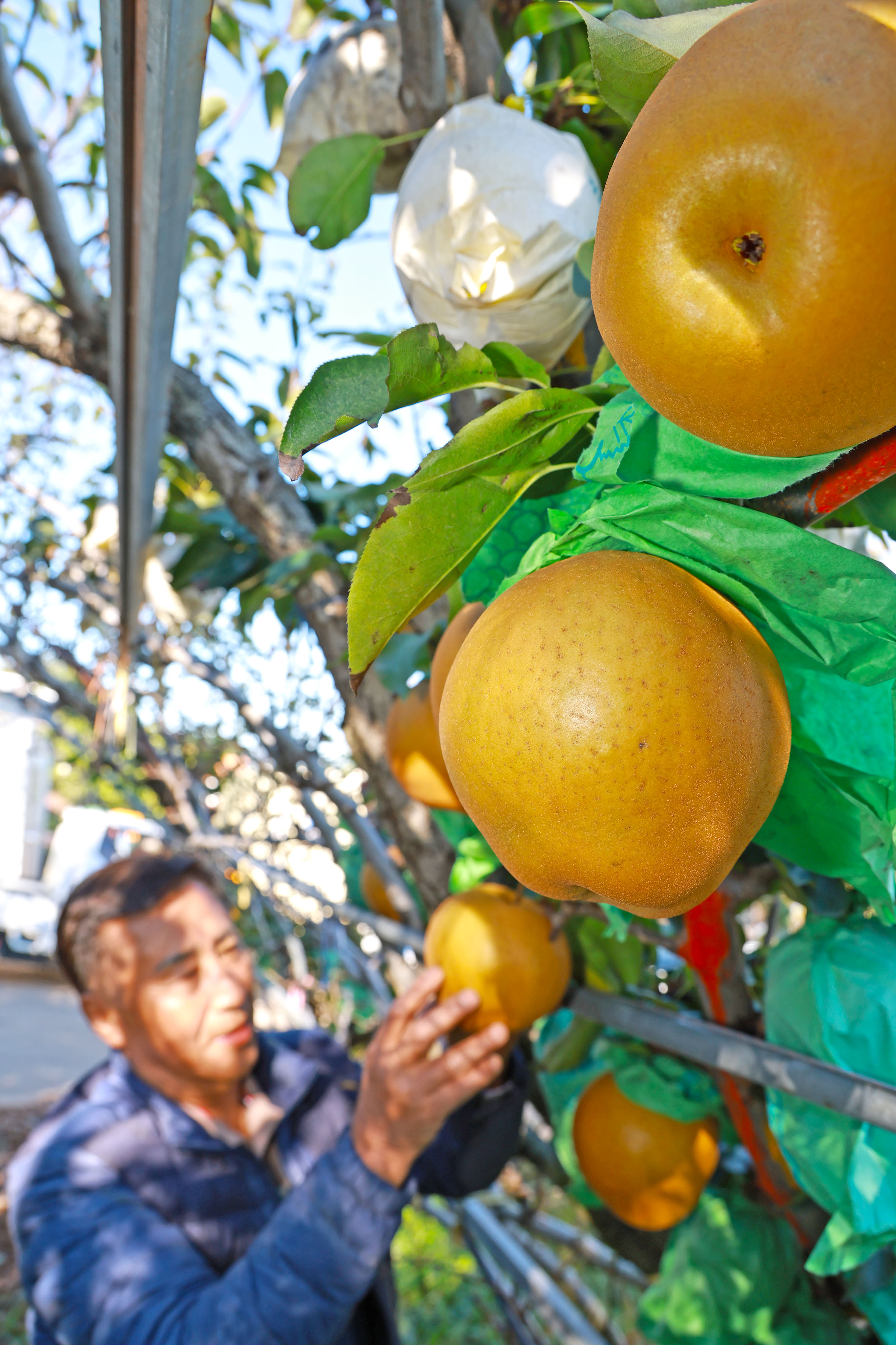 “지리산 청정골 산청에서 자란 대왕배 맛 보세요” 1