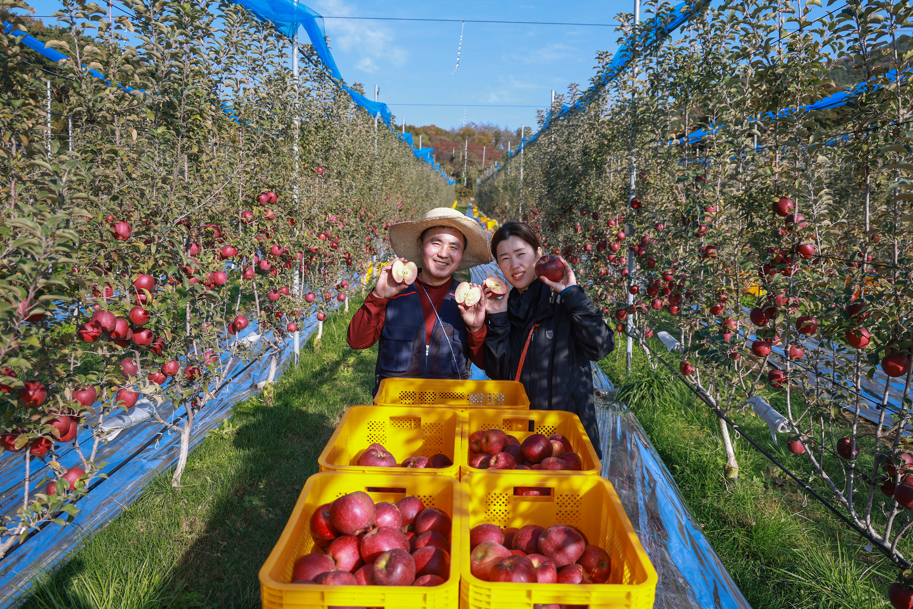 “속이 빨갛네!”…산청군 엔부사과 본격출하 1