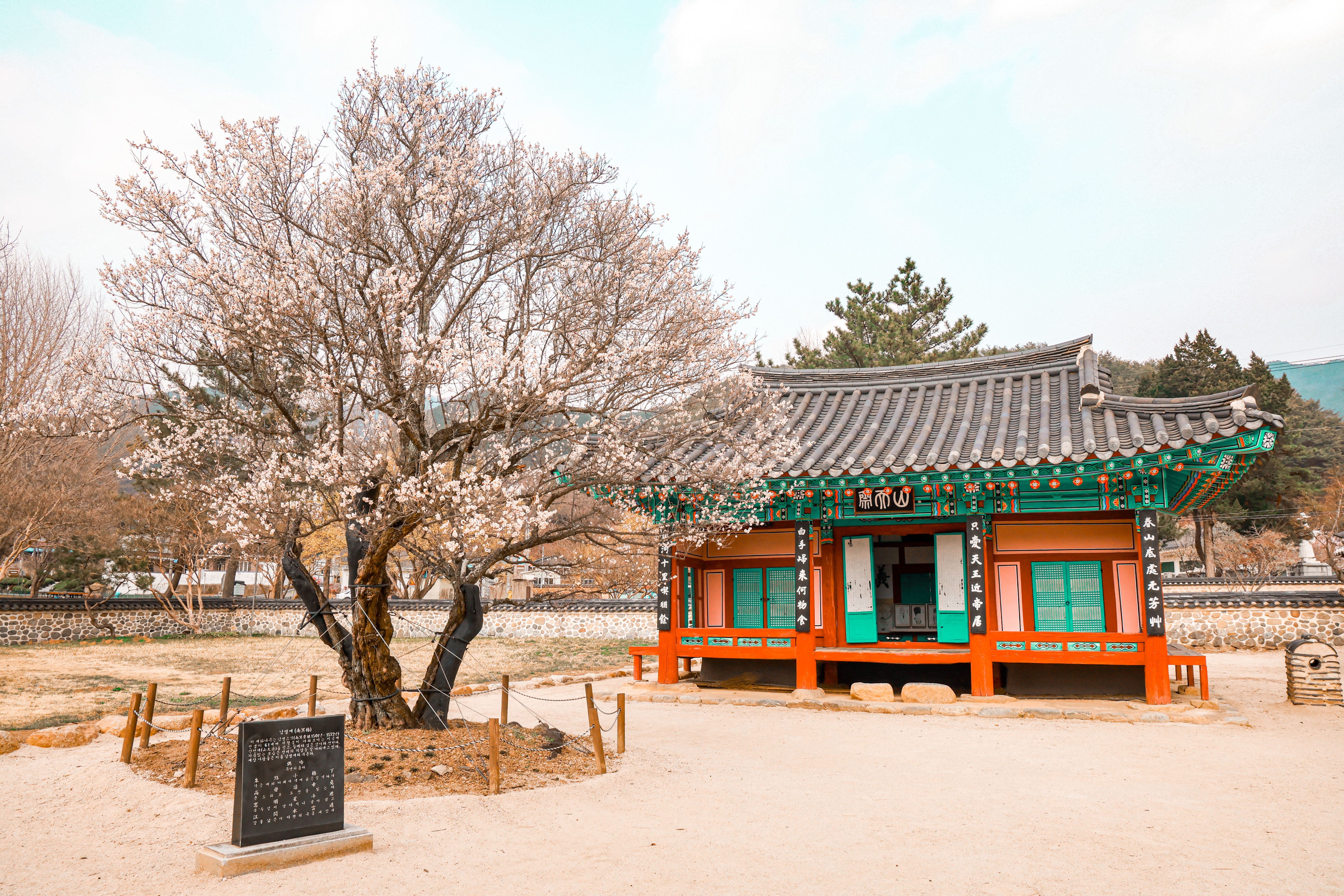 ‘산청 3매(梅)’ 일제히 개화 1