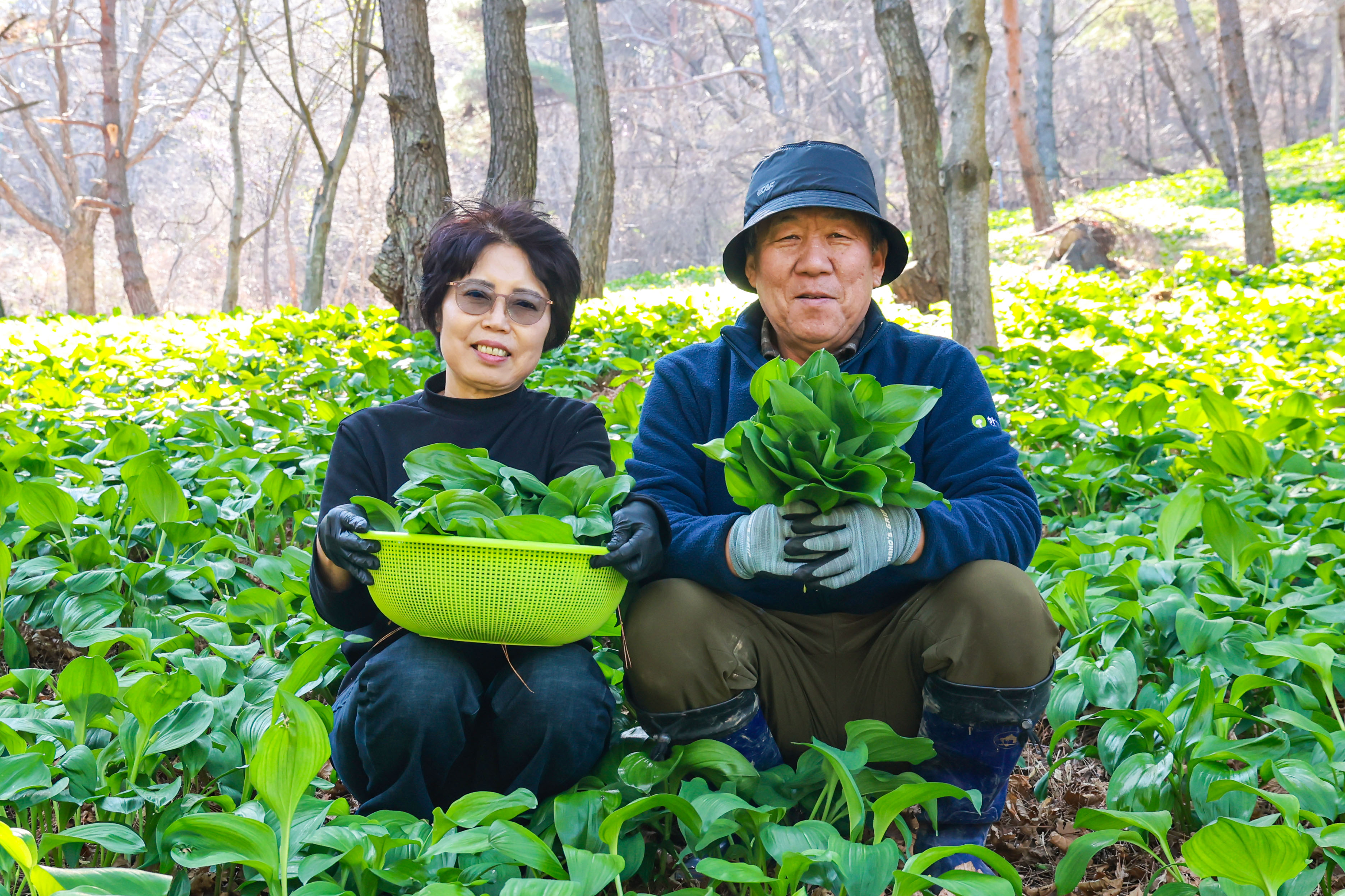 포토뉴스 – 봄 향기 가득한 산청 산마늘 수확 한창 1