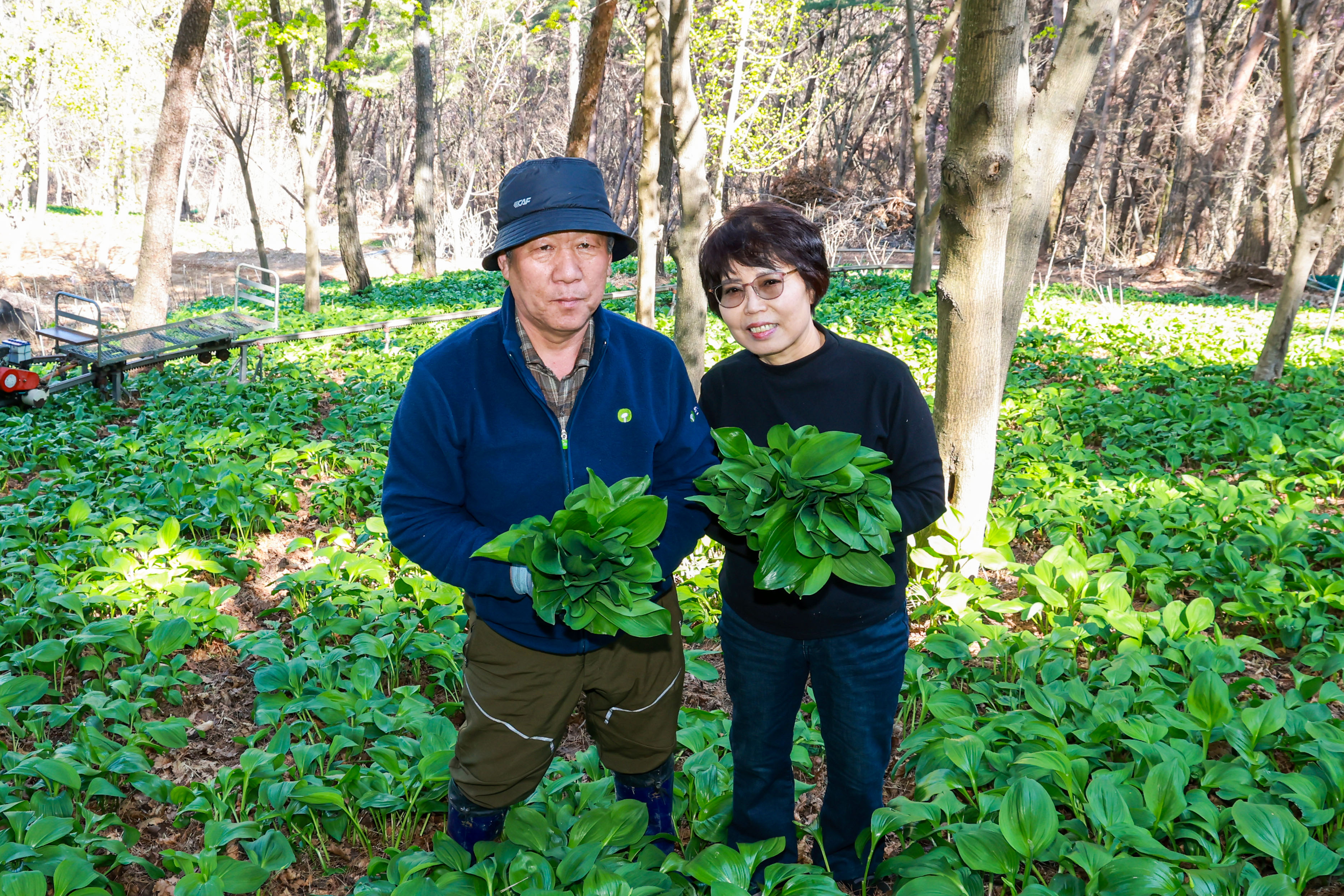 포토뉴스 – 봄 향기 가득한 산청 산마늘 수확 한창 3