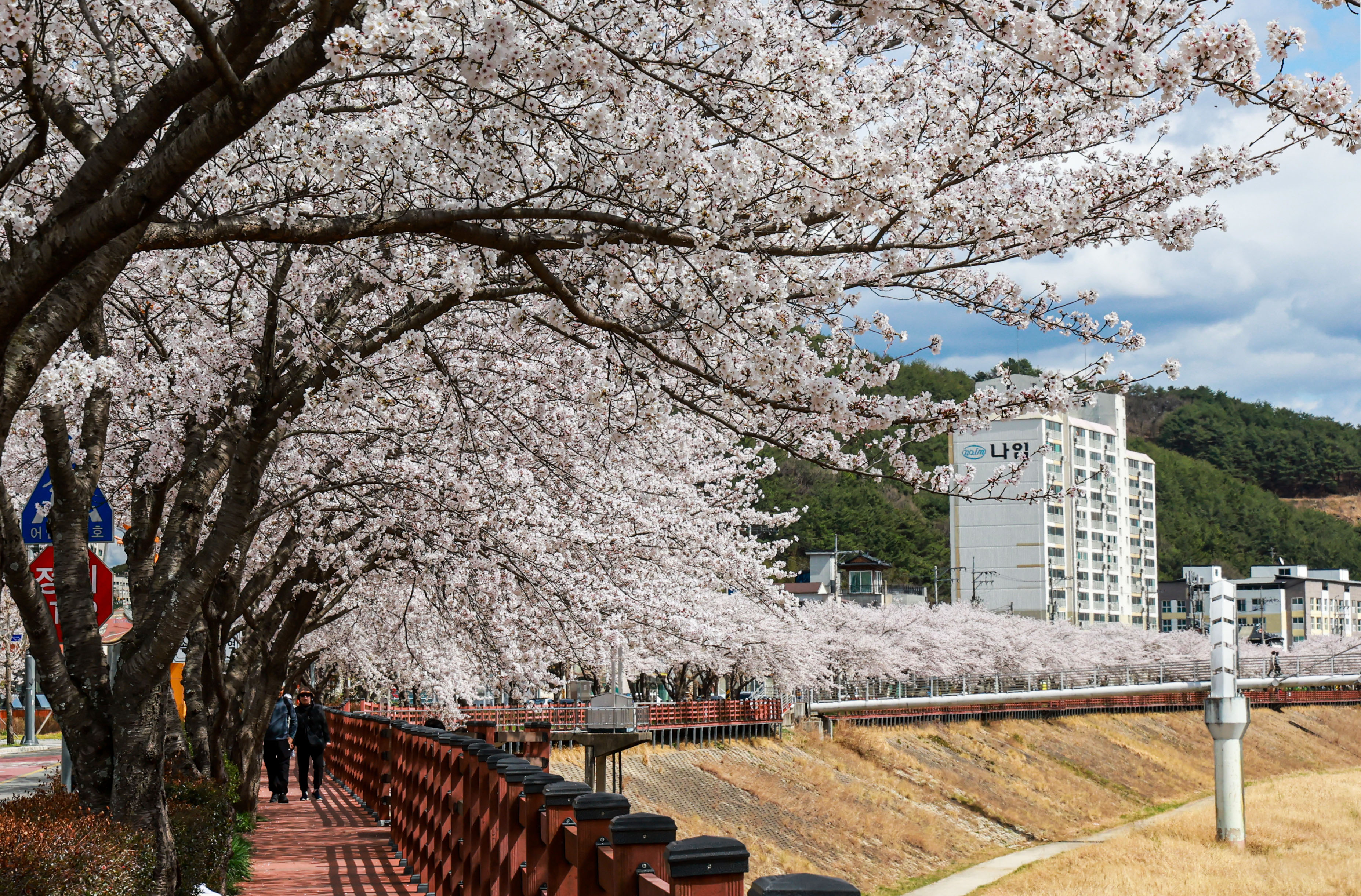 “신안면 원지강변 벚꽃길에서 봄을 만끽하세요” 1