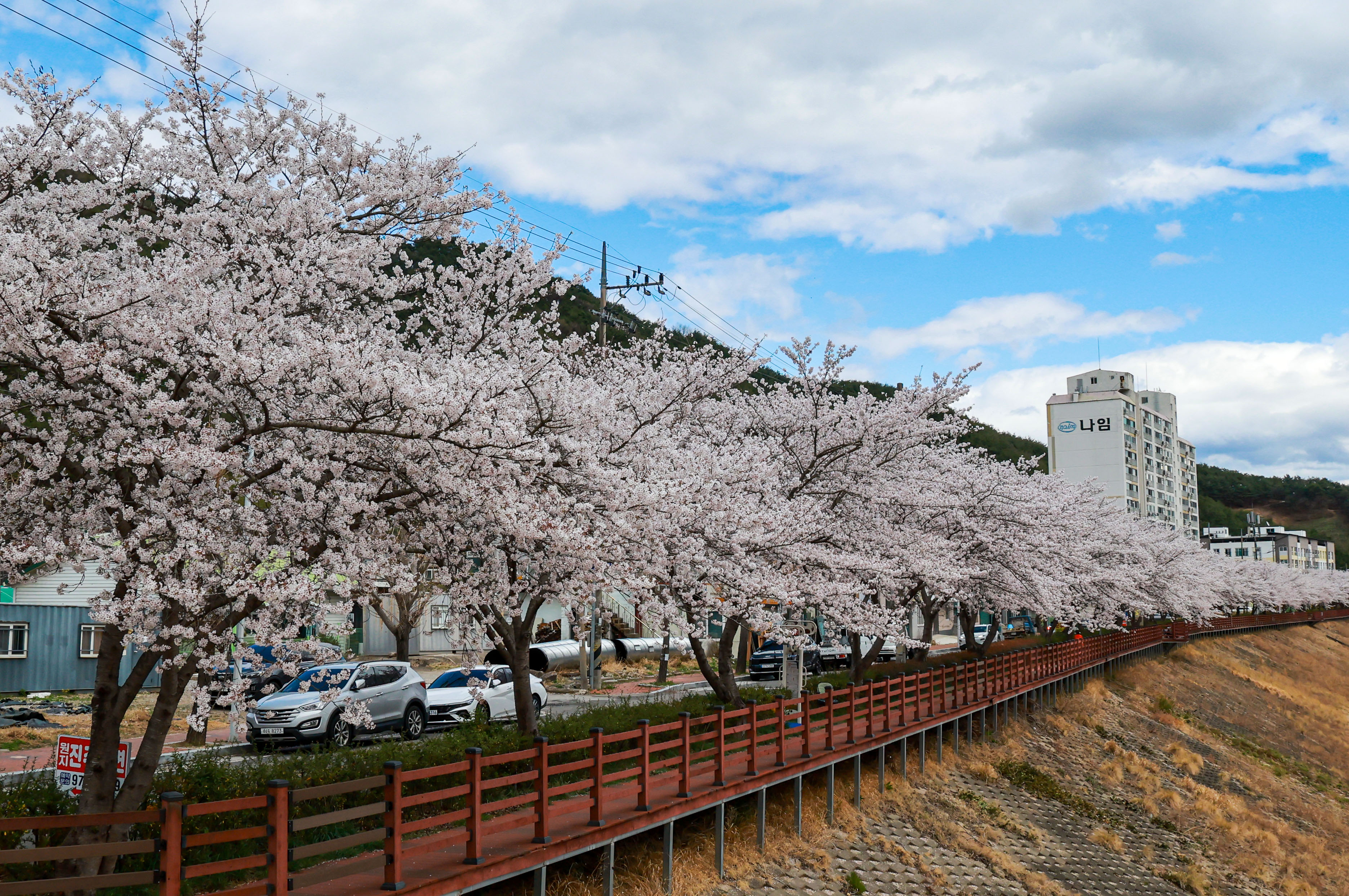 “신안면 원지강변 벚꽃길에서 봄을 만끽하세요” 3