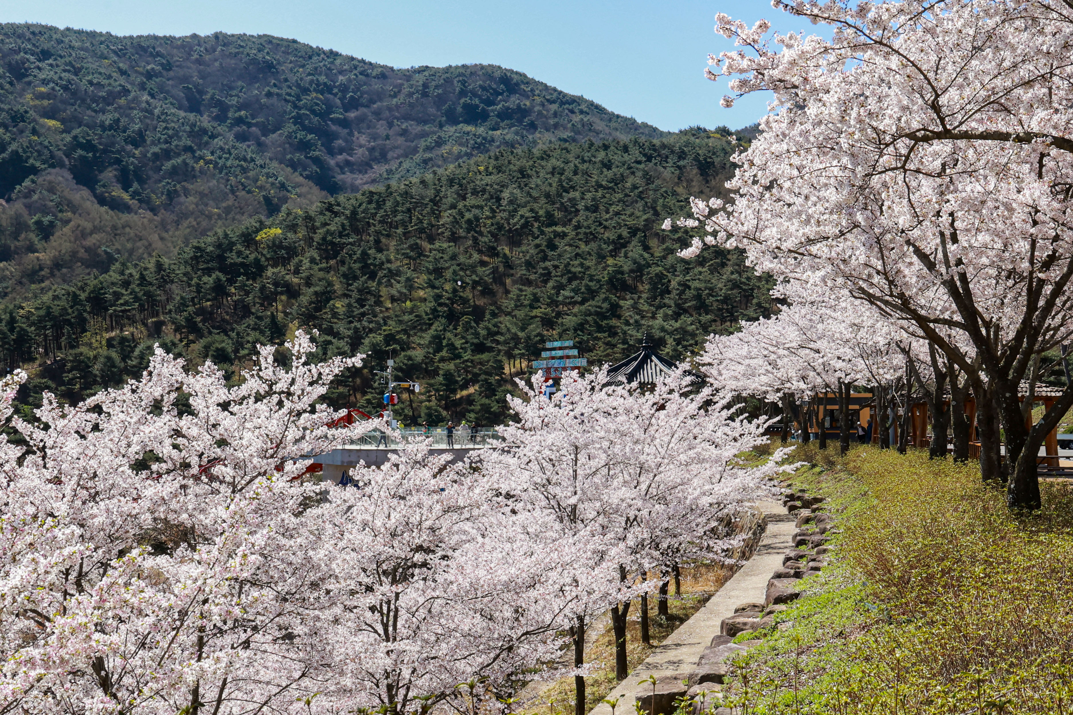 포토뉴스 - 산청 동의보감촌 벚꽃 만개, 봄 정취 물씬 2