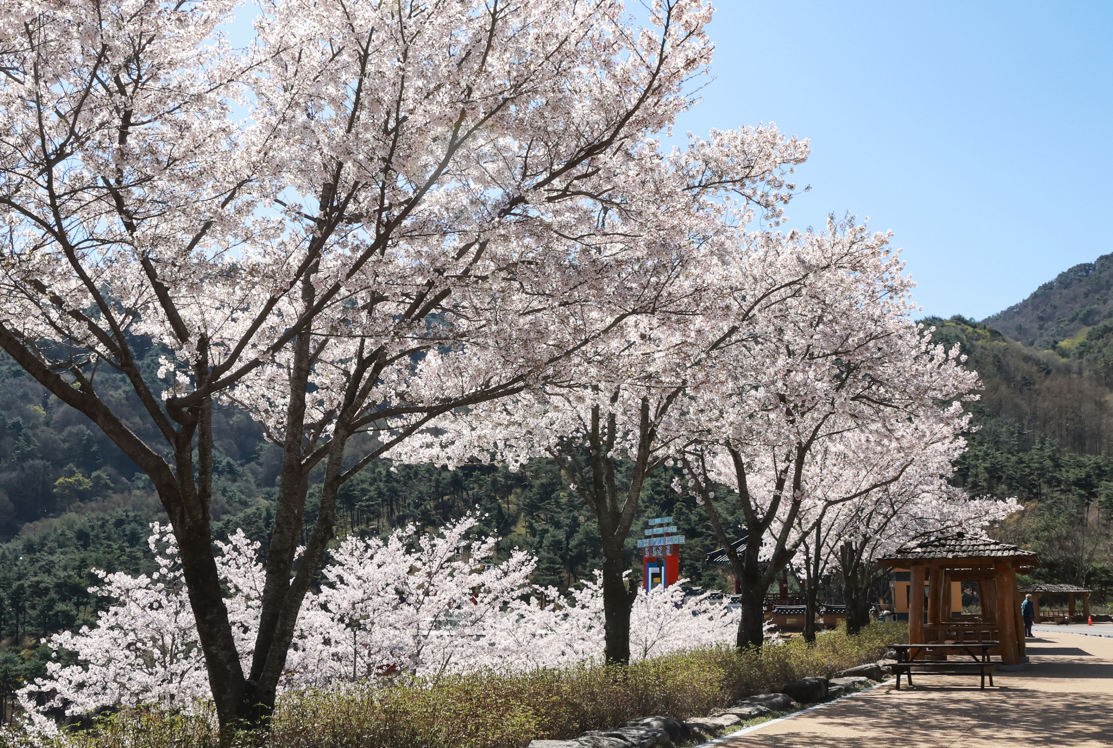 포토뉴스 - 산청 동의보감촌 벚꽃 만개, 봄 정취 물씬 3