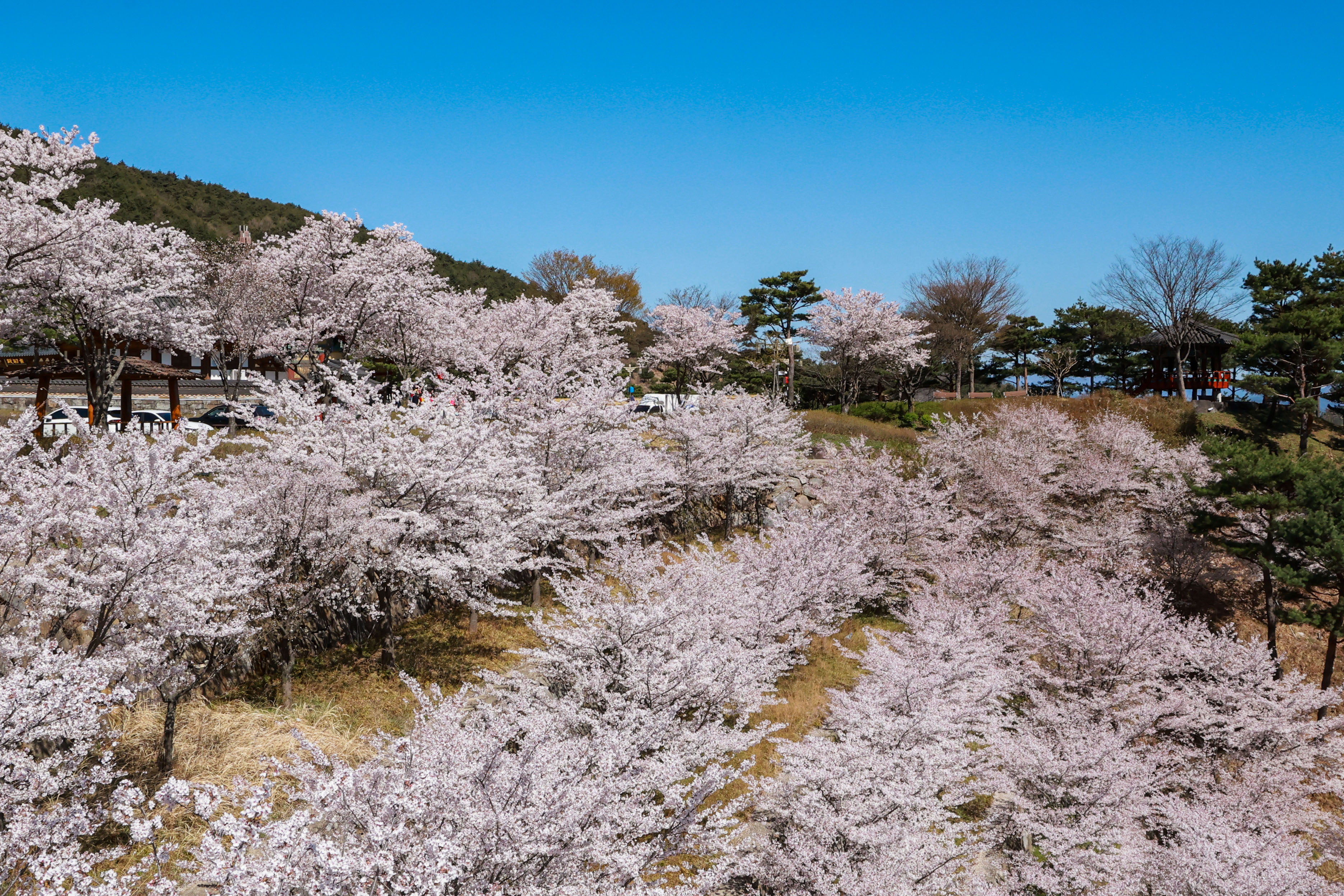 포토뉴스 - 산청 동의보감촌 벚꽃 만개, 봄 정취 물씬 4