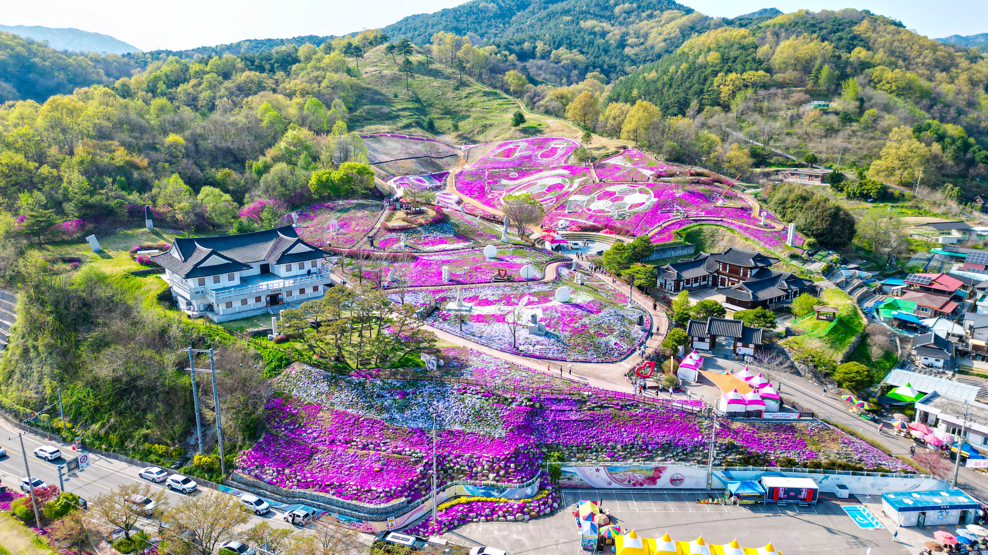 포토뉴스 - 분홍빛 물결 장관, 생초꽃잔디축제 한창 1