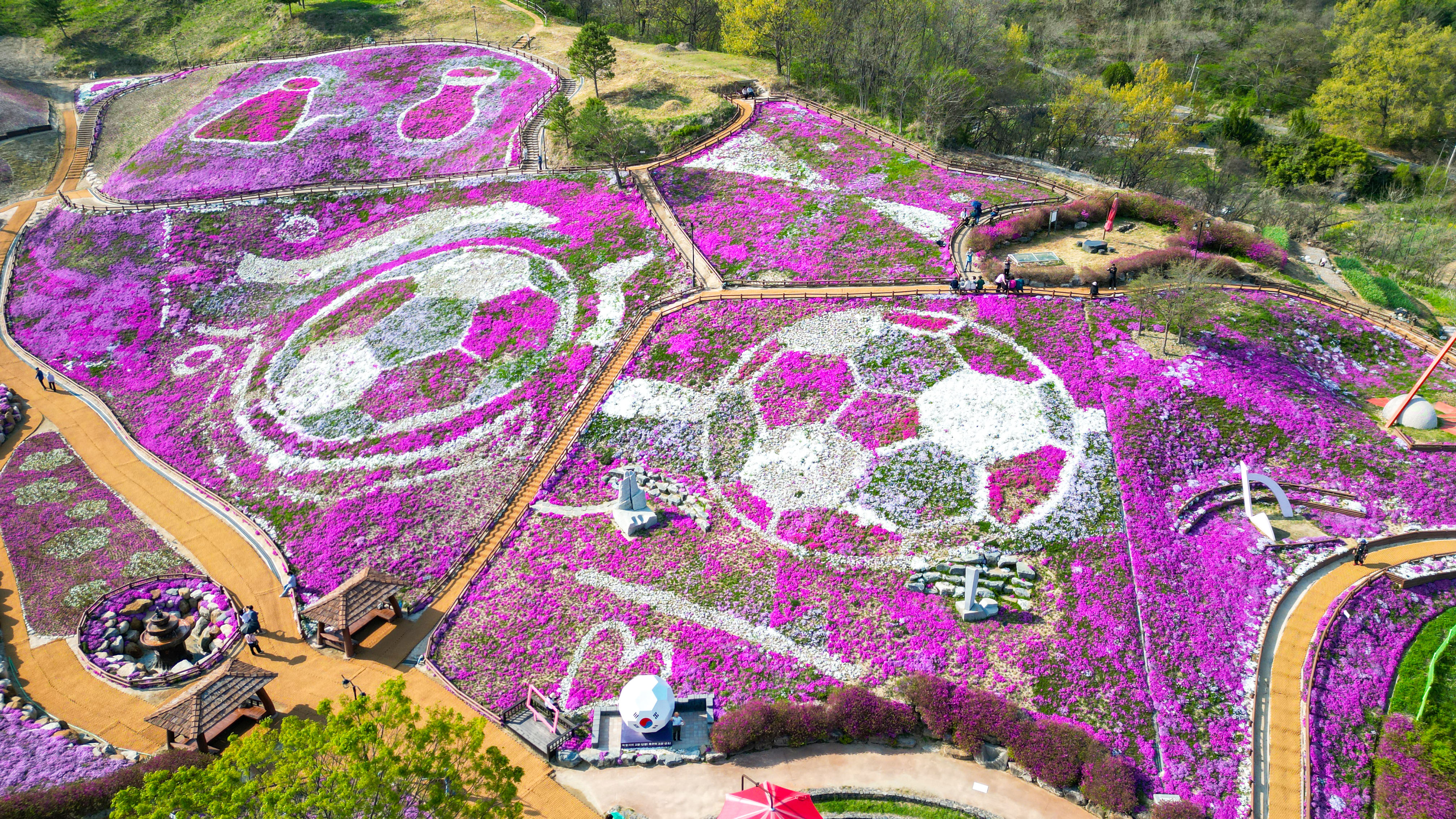 포토뉴스 - 분홍빛 물결 장관, 생초꽃잔디축제 한창 2