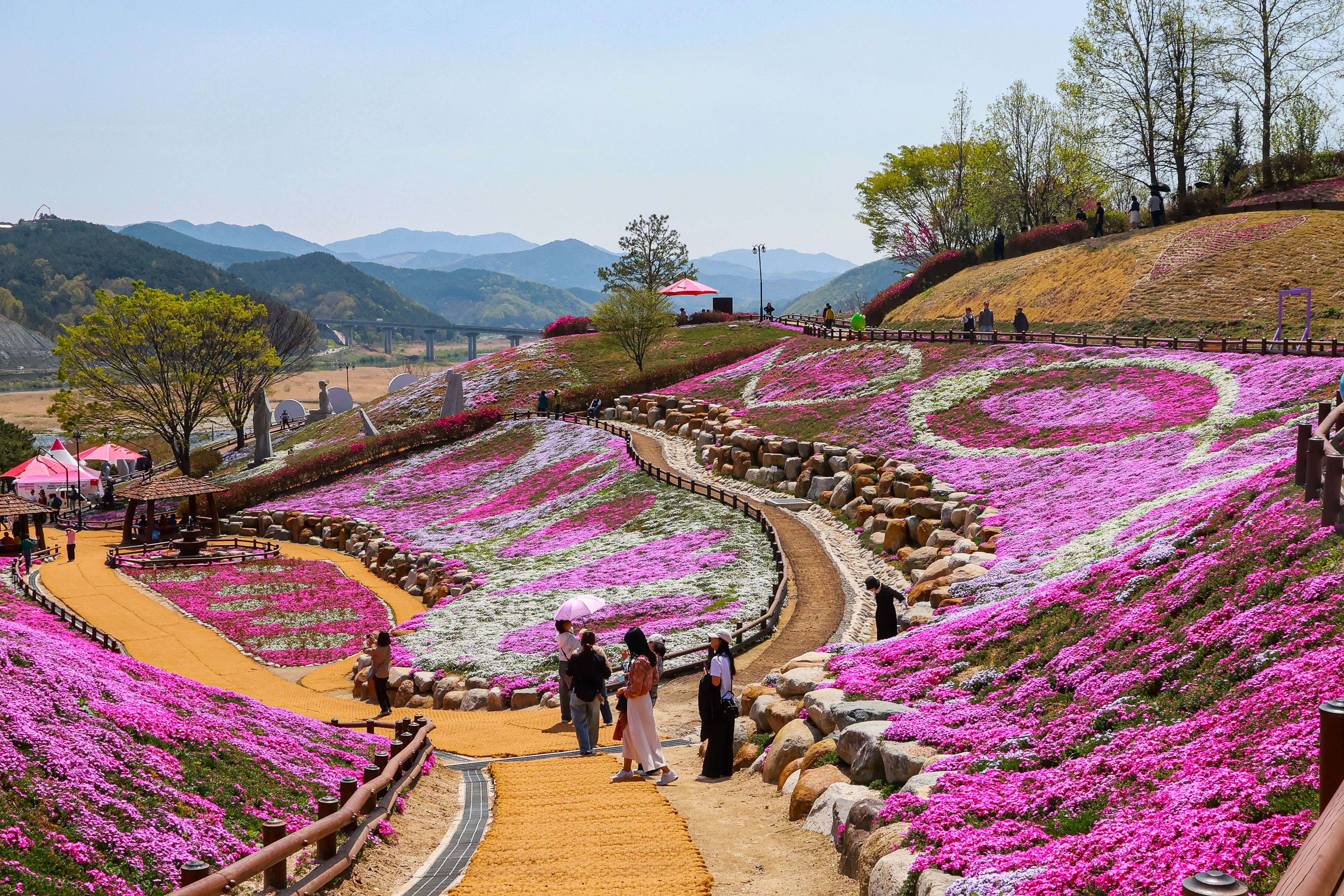 포토뉴스 - 분홍빛 물결 장관, 생초꽃잔디축제 한창 3