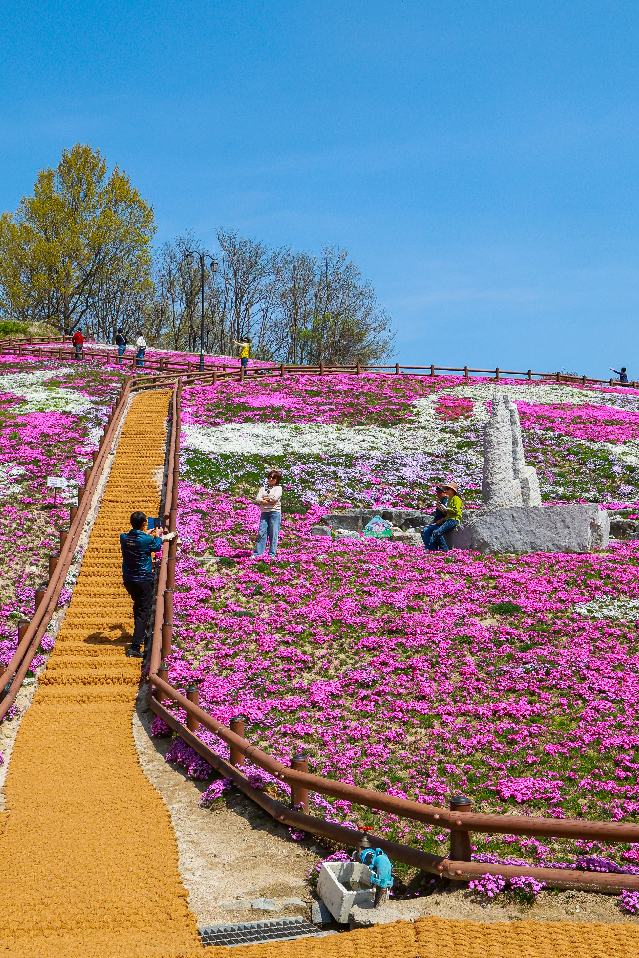 포토뉴스 - 분홍빛 물결 장관, 생초꽃잔디축제 한창 4