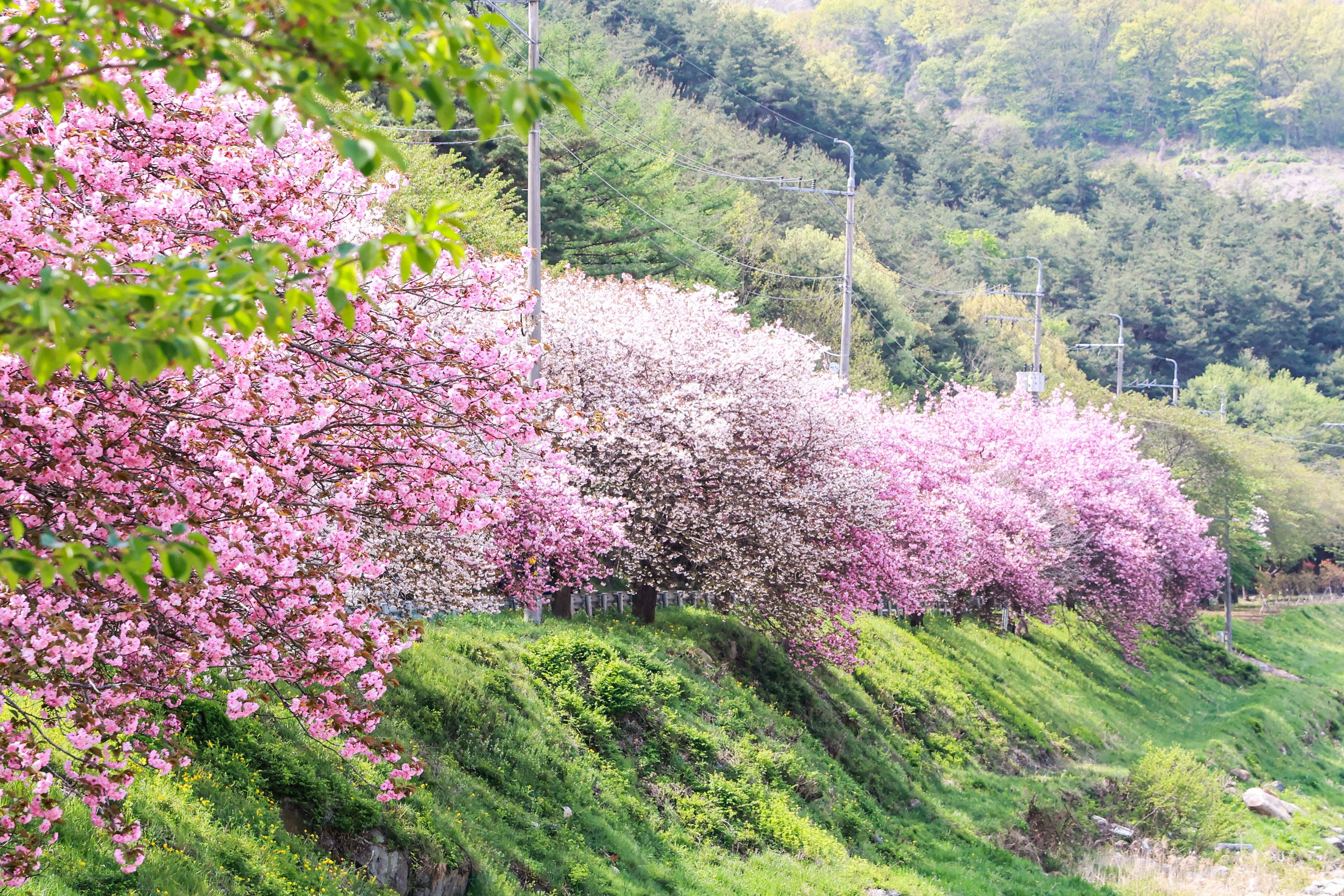 오부면 왕벚꽃길 ‘활짝’ 1