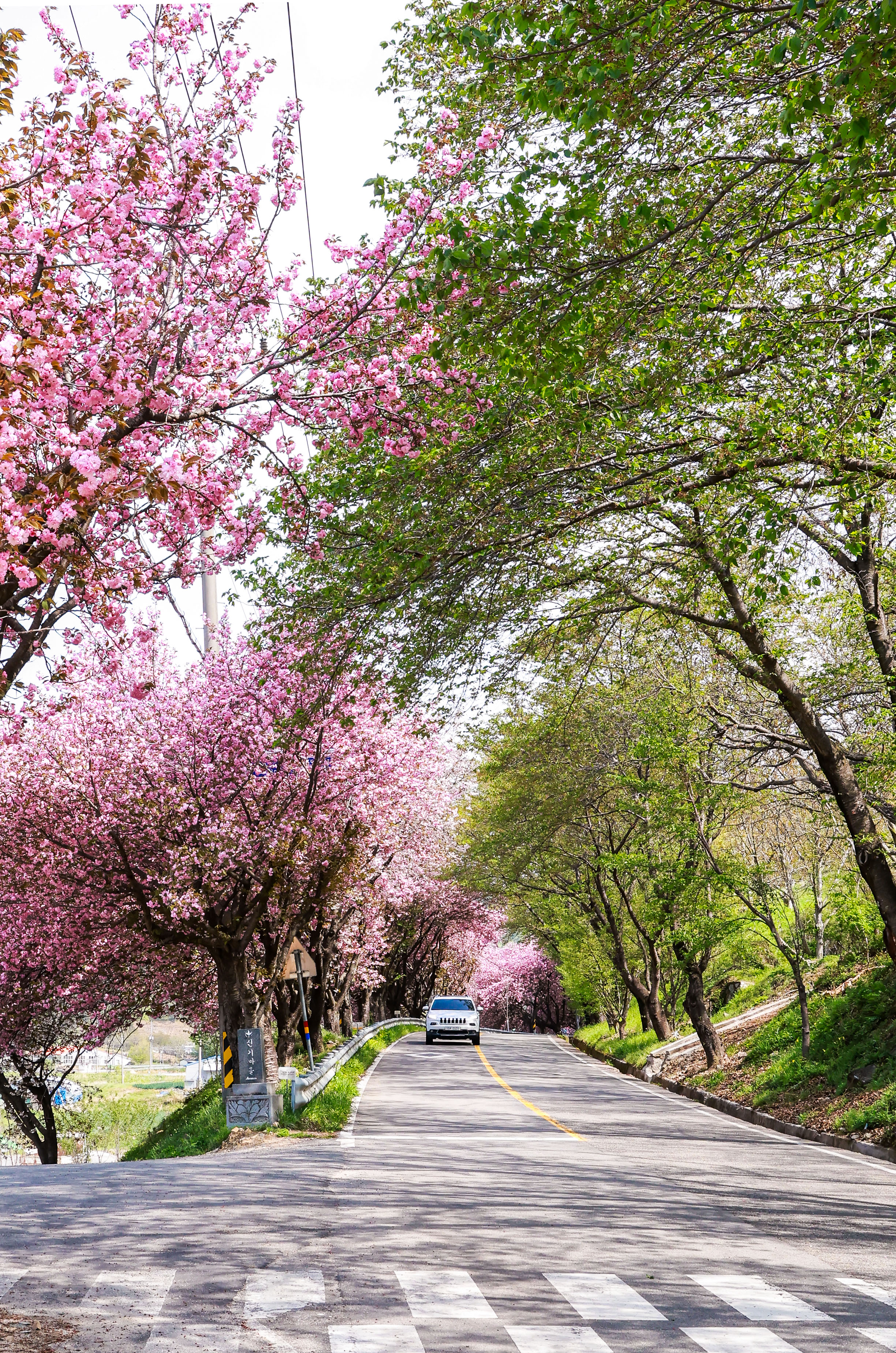 오부면 왕벚꽃길 ‘활짝’ 2