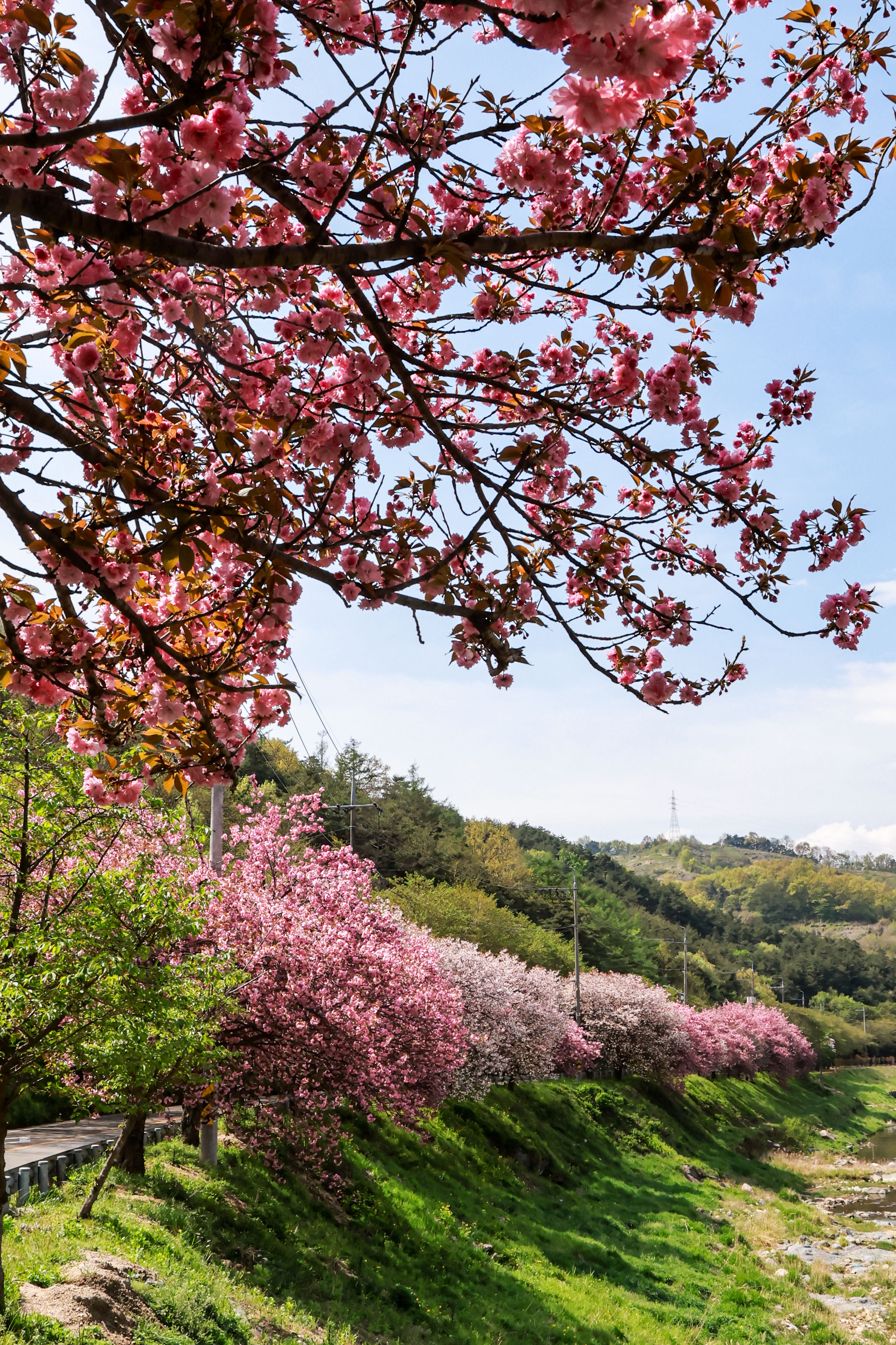 오부면 왕벚꽃길 ‘활짝’ 3