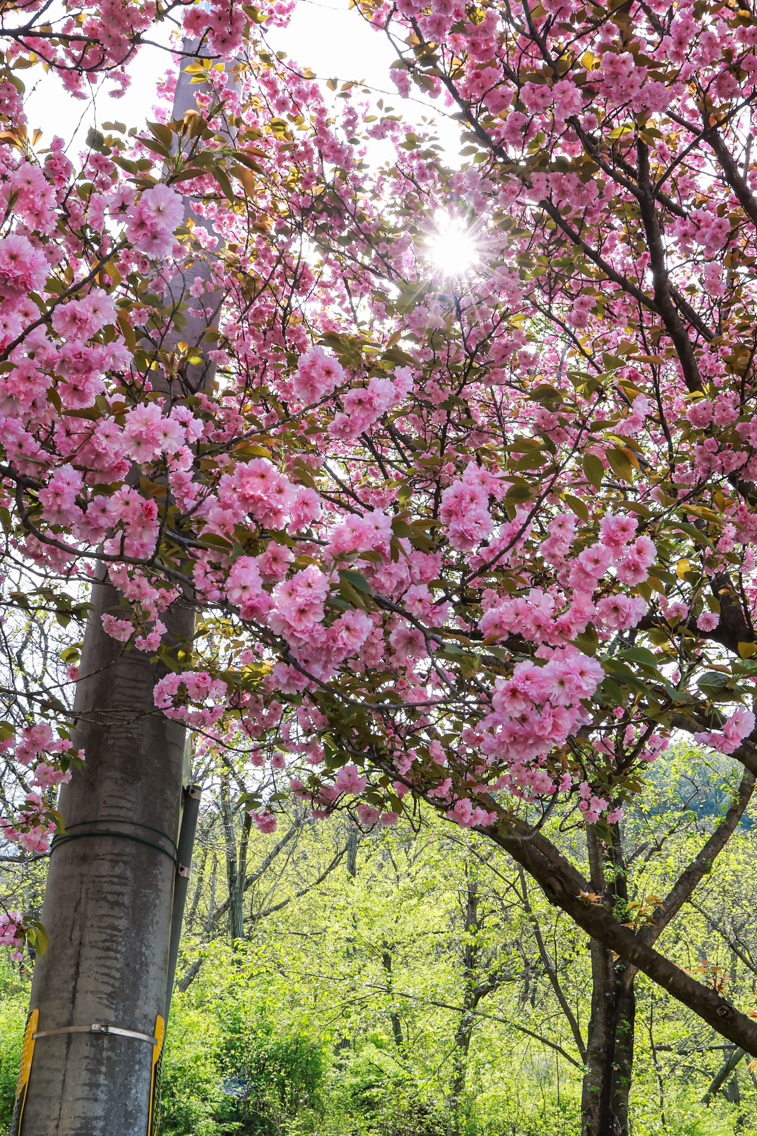 오부면 왕벚꽃길 ‘활짝’ 4