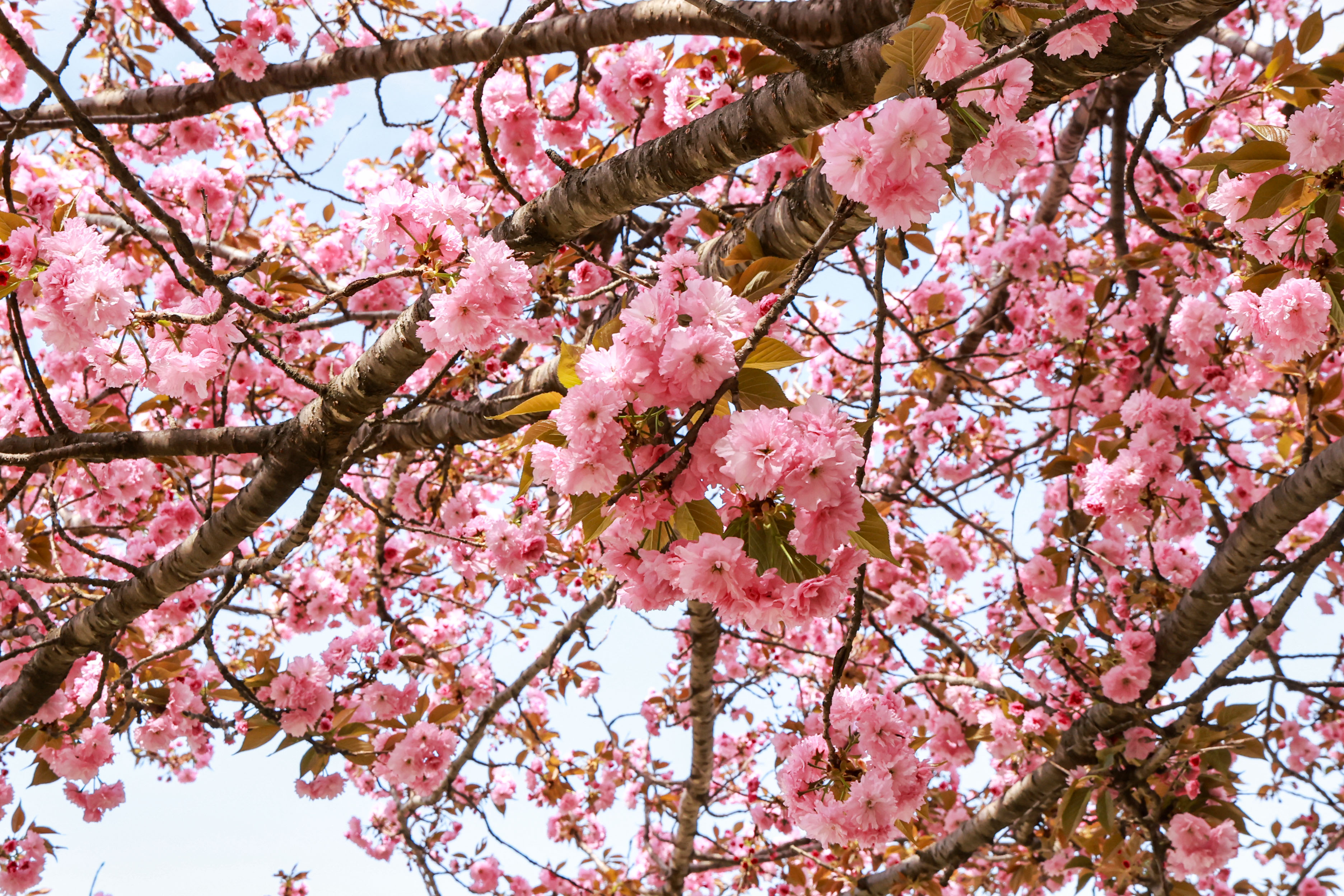 오부면 왕벚꽃길 ‘활짝’ 5