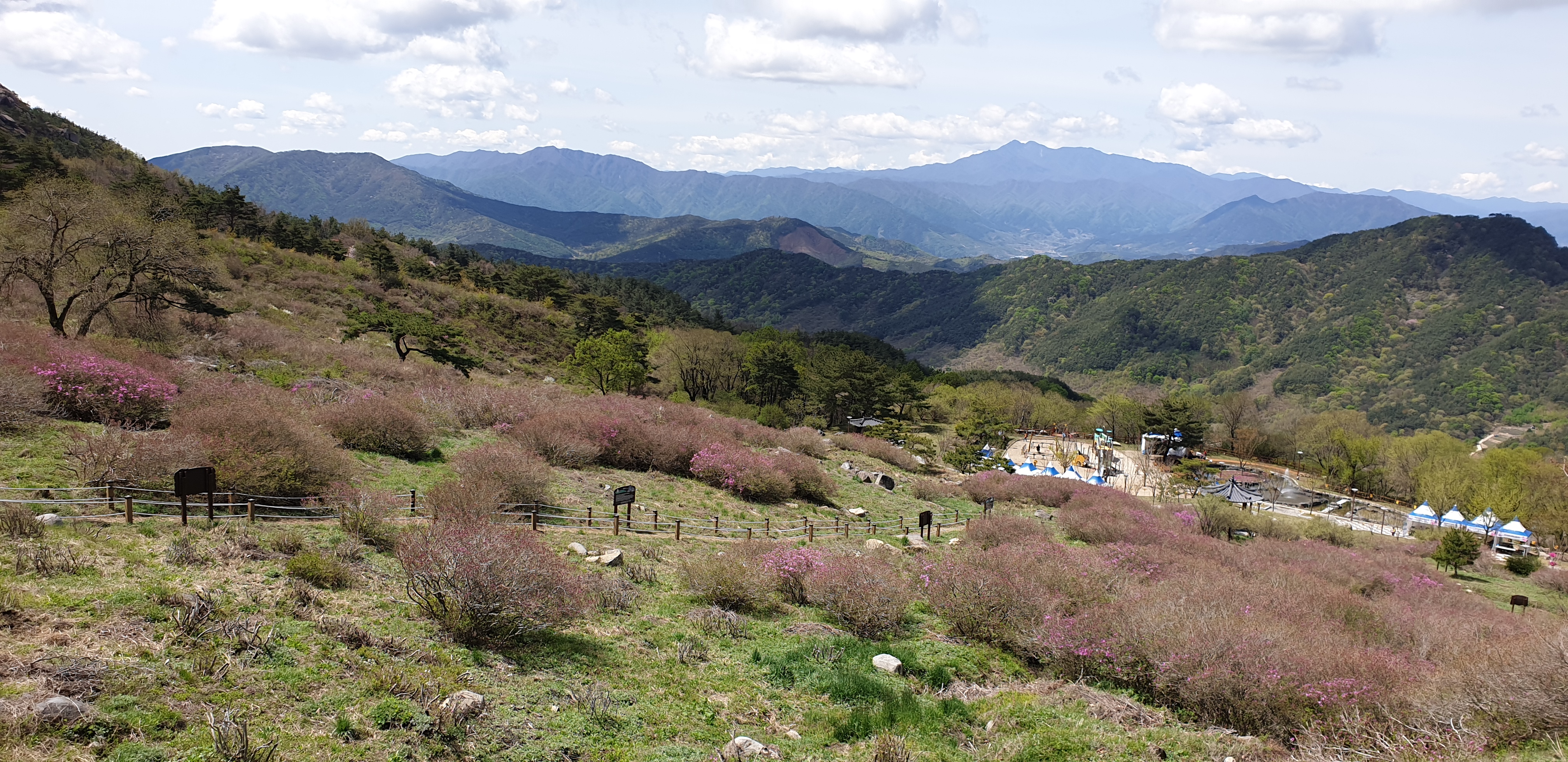 [2019년 제37회 황매산철쭉제]2019.4.27 철쭉개화 현황 2