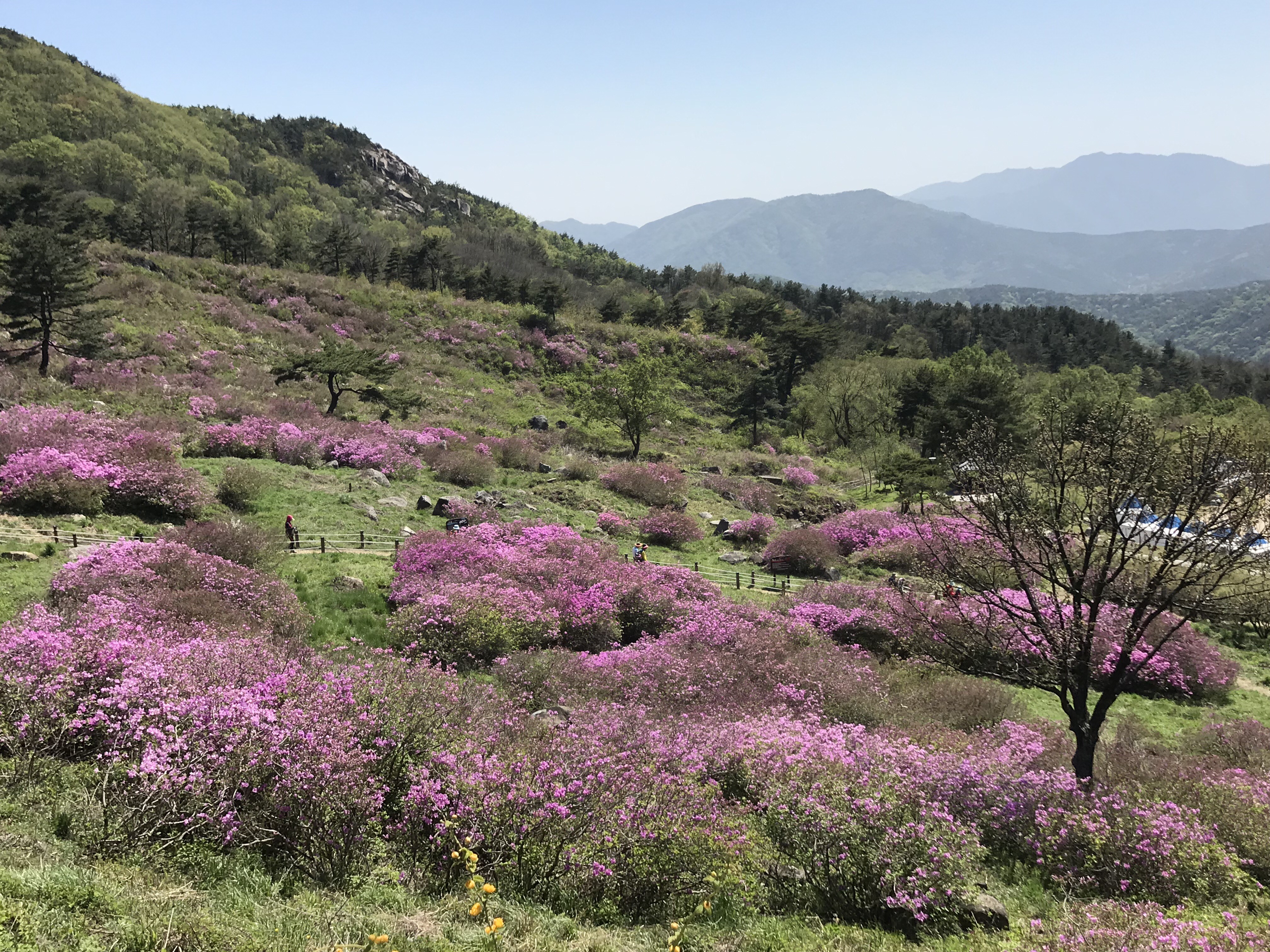 [2019년 제37회 황매산철쭉제]2019.5.2 철쭉개화 현황 1