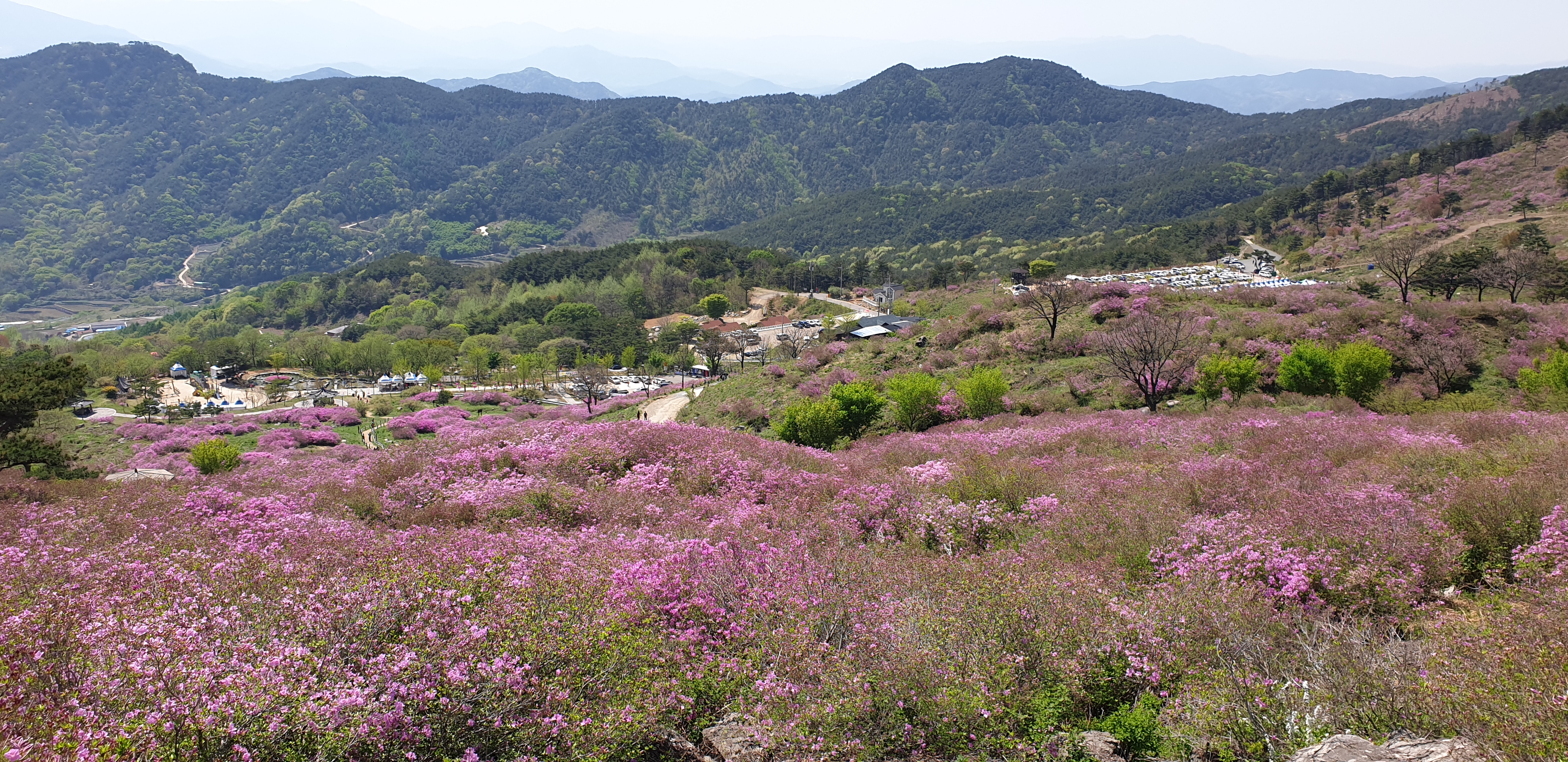 [2019년 제37회 황매산철쭉제]2019.5.3 철쭉개화 현황 1